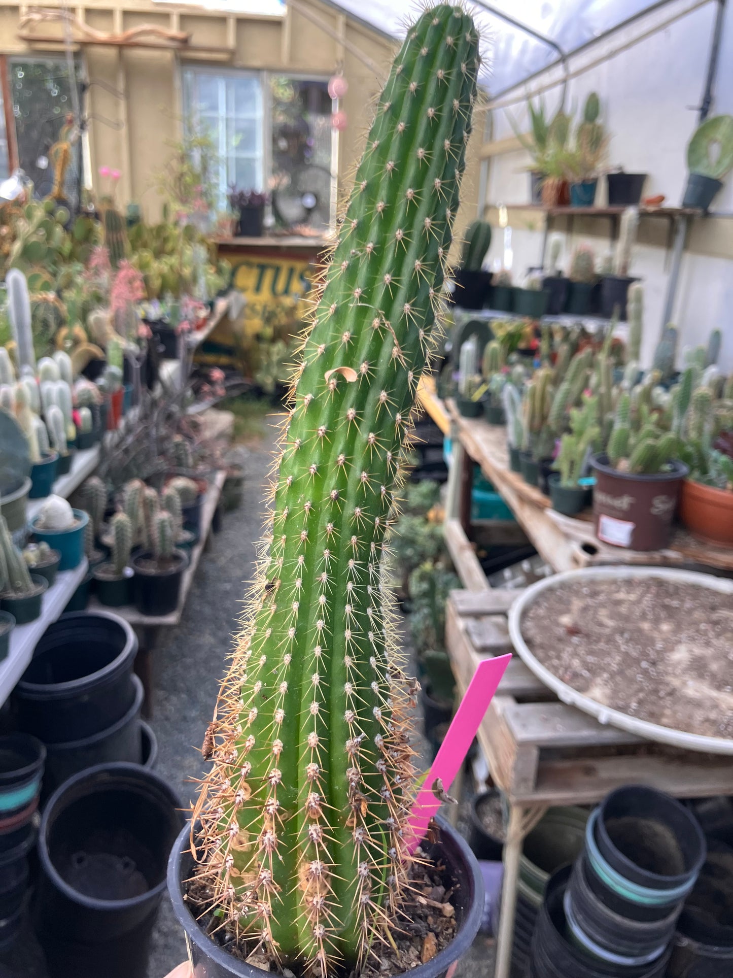 Golden Torch Cactus - Trichocereus spachianus 10.5”Tall #10P