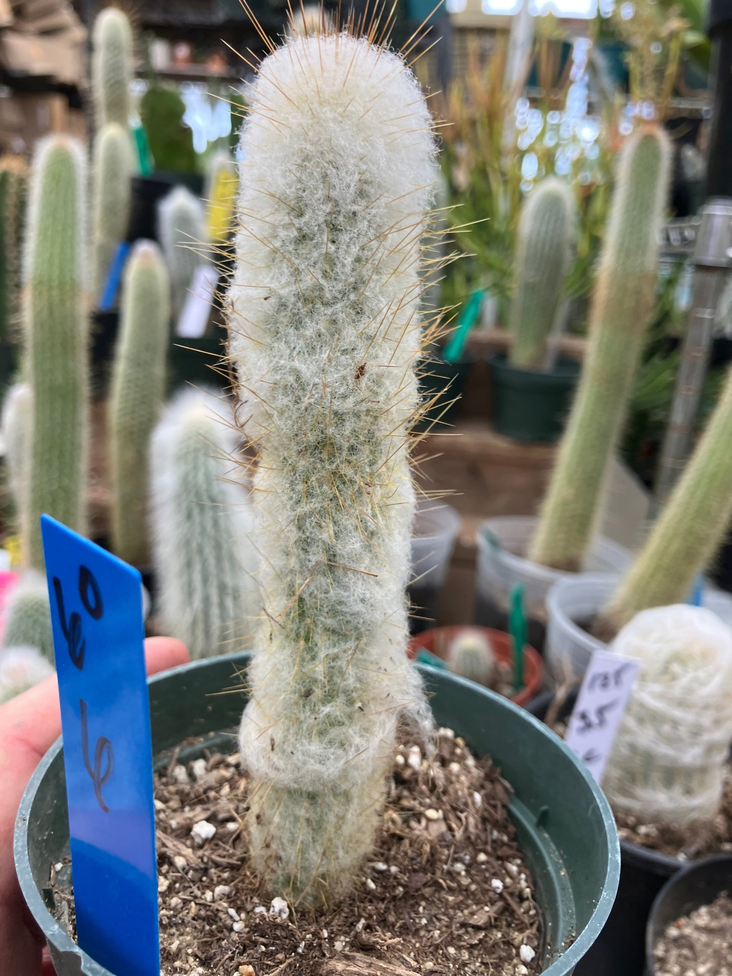Oreocereus doelzianus Old Woman, Old Man Cactus 6"Tall #60B