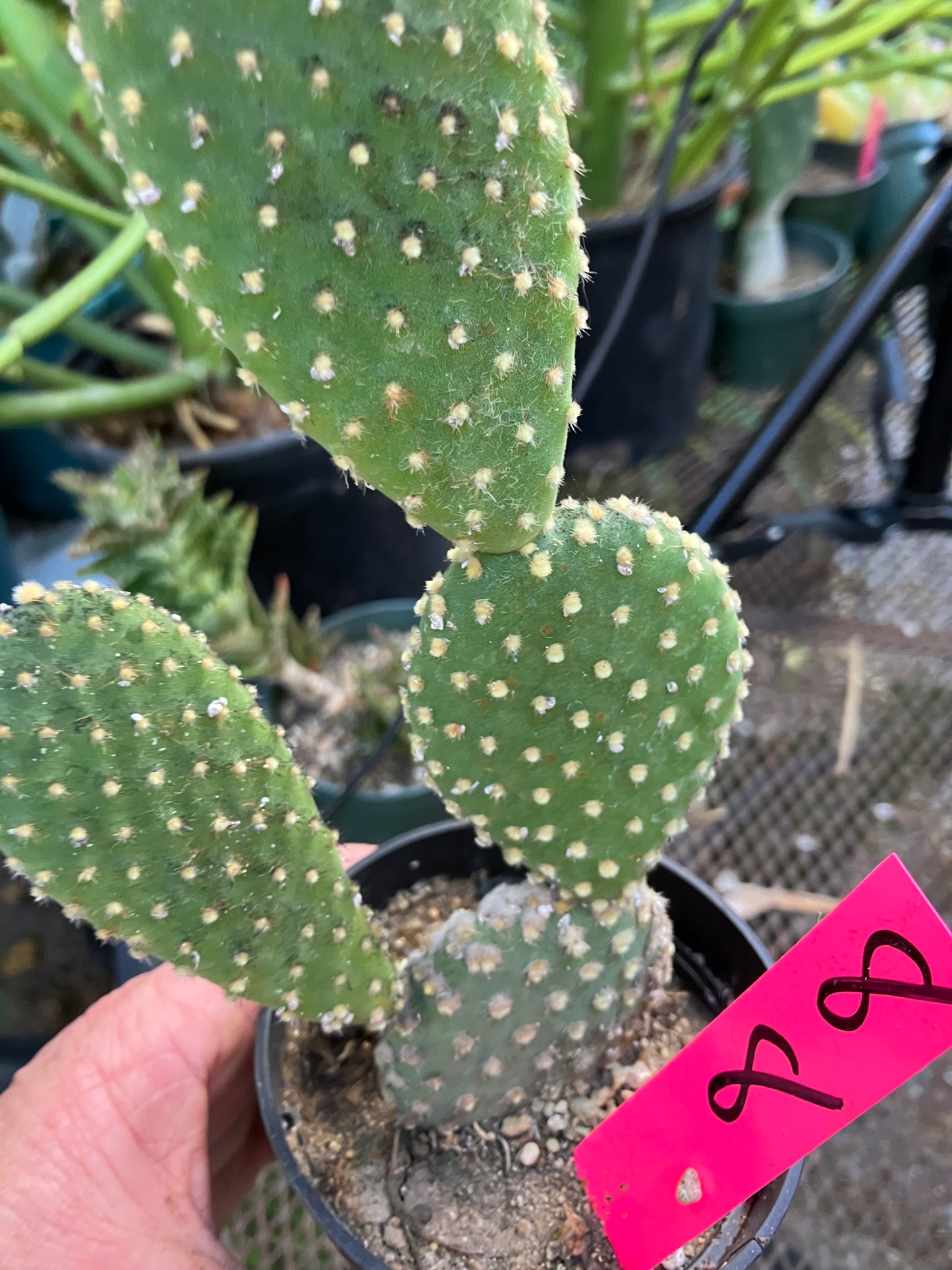 Opuntia microdasys Off White Bunny 8"Tall #8P