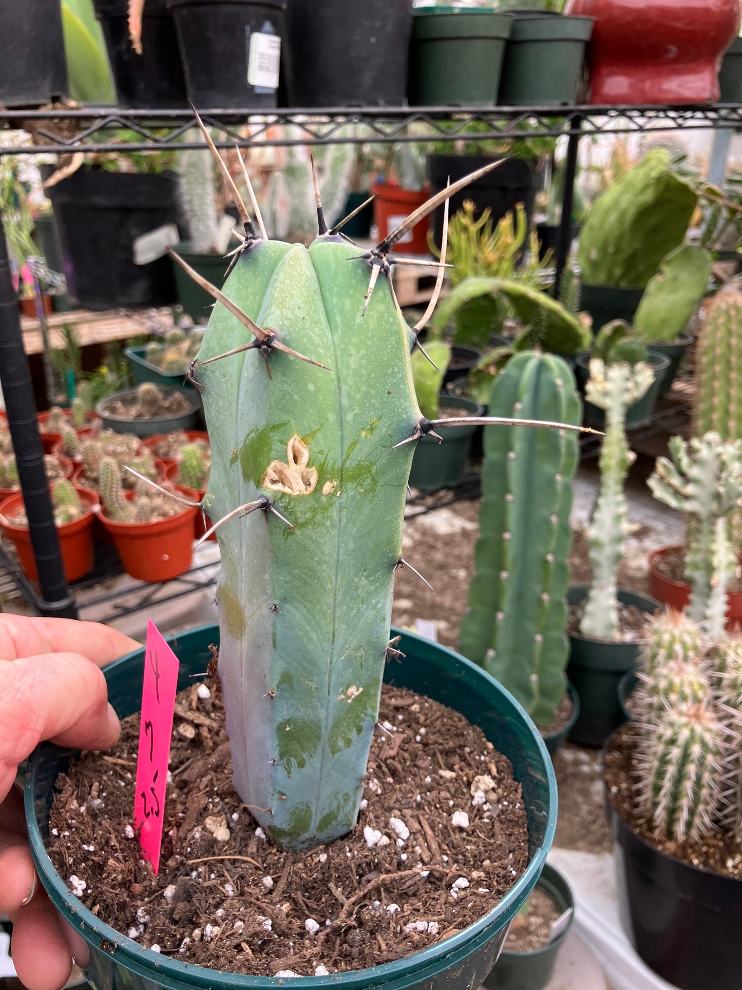 Myrtillocactus cochal Candelabra Cactus 7"Tall 2.5" Wide #4P