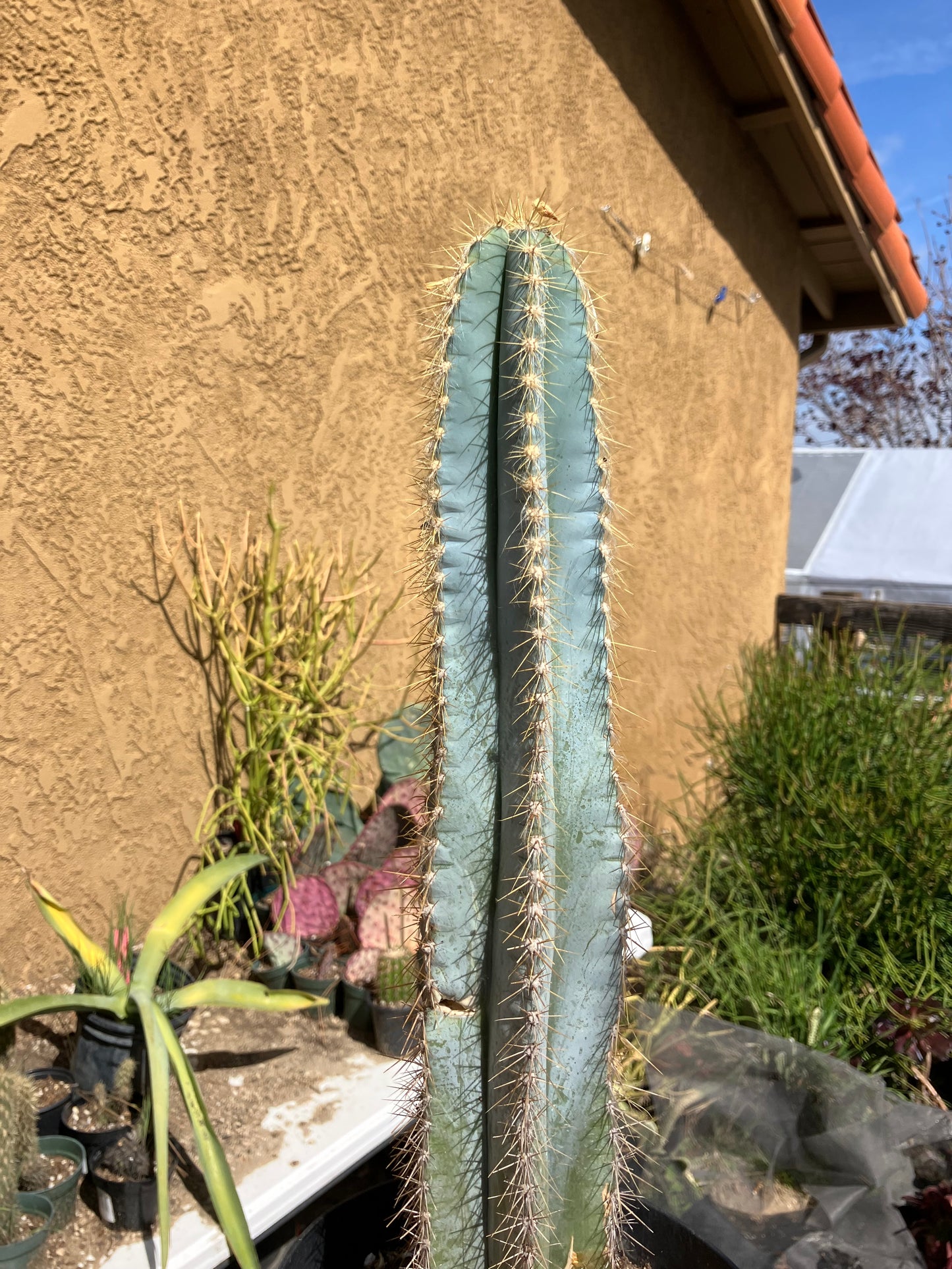 Pilosocereus Blue Azureus Cactus 17" Tall 10"Circumference #171Y