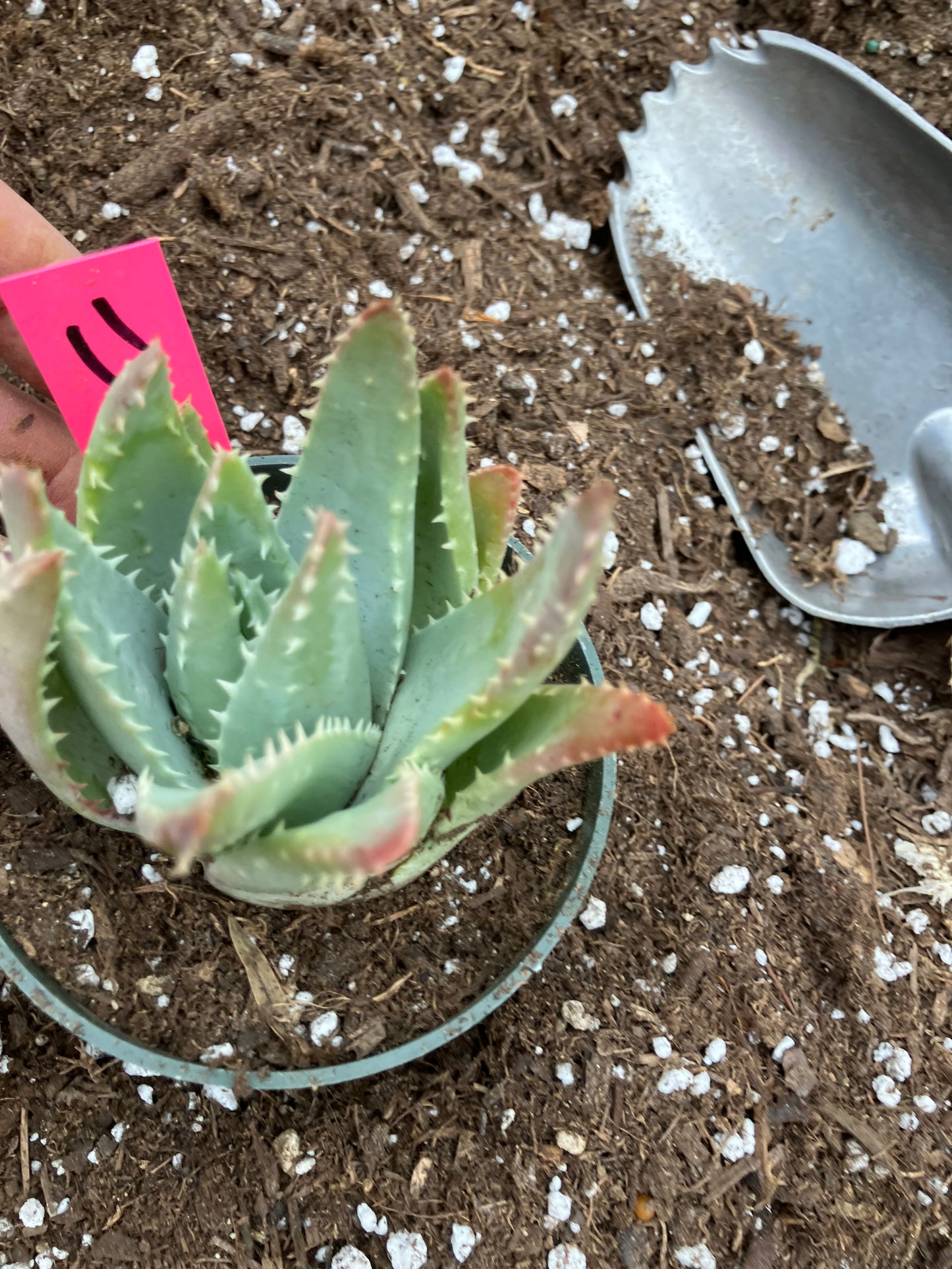 Aloe Brevifolia Short Leaf Aloe Succulent 3.5"W 3.5"Tall #11P