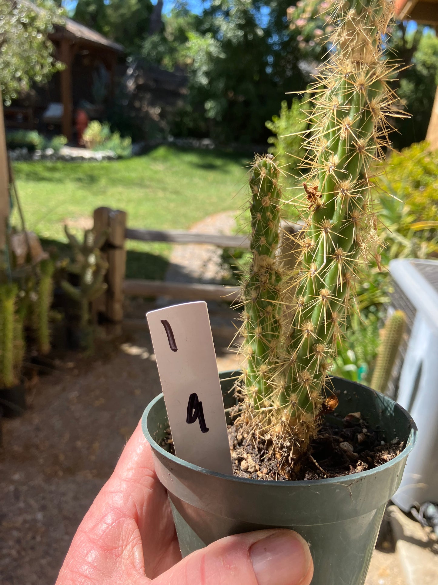 Cholla Cylindropuntia Buckhorn Cactus 10”Tall #1W