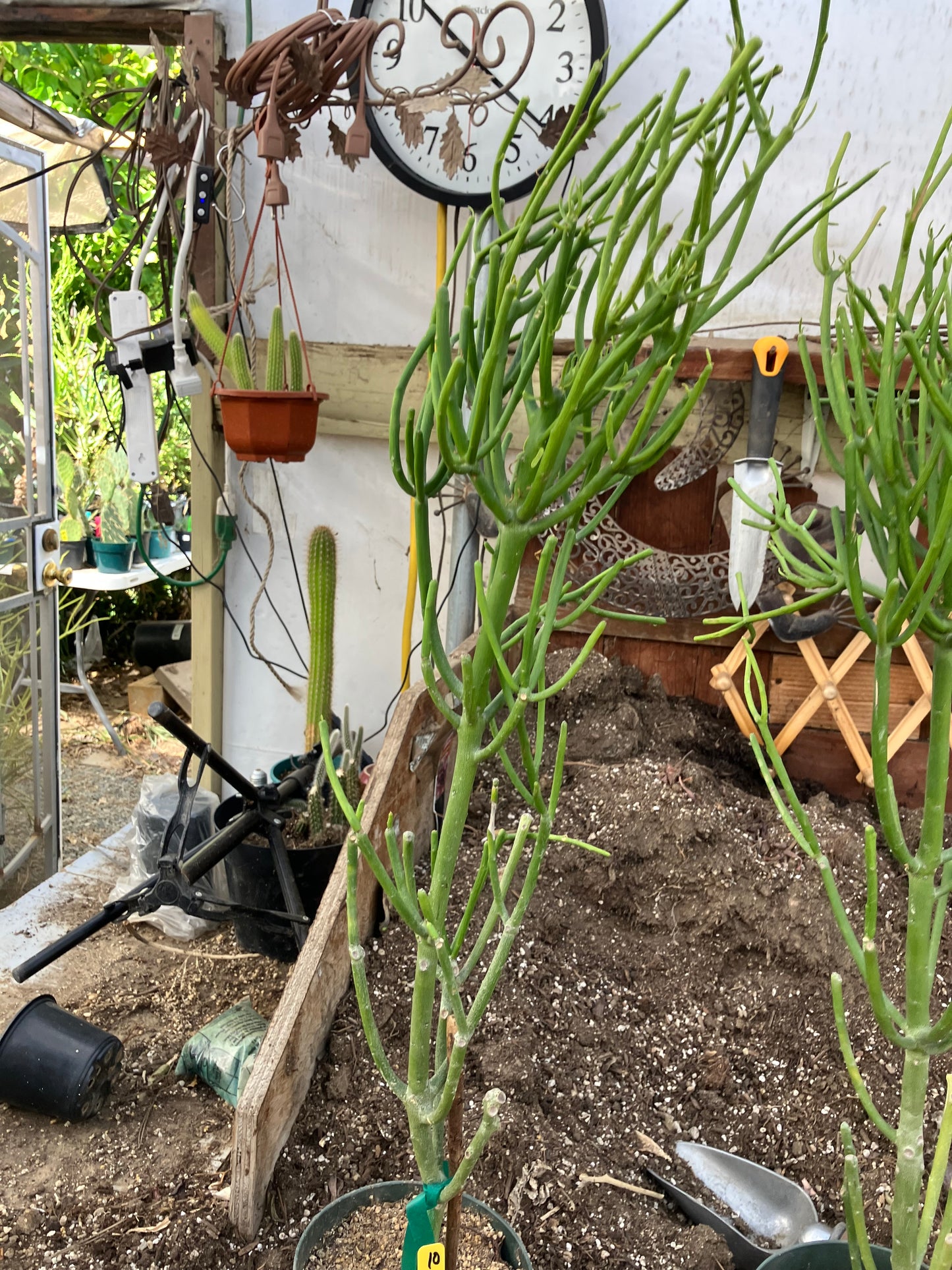 Euphorbia tirucalli Pencil Cactus 29"Tall 9"Wide #10Y