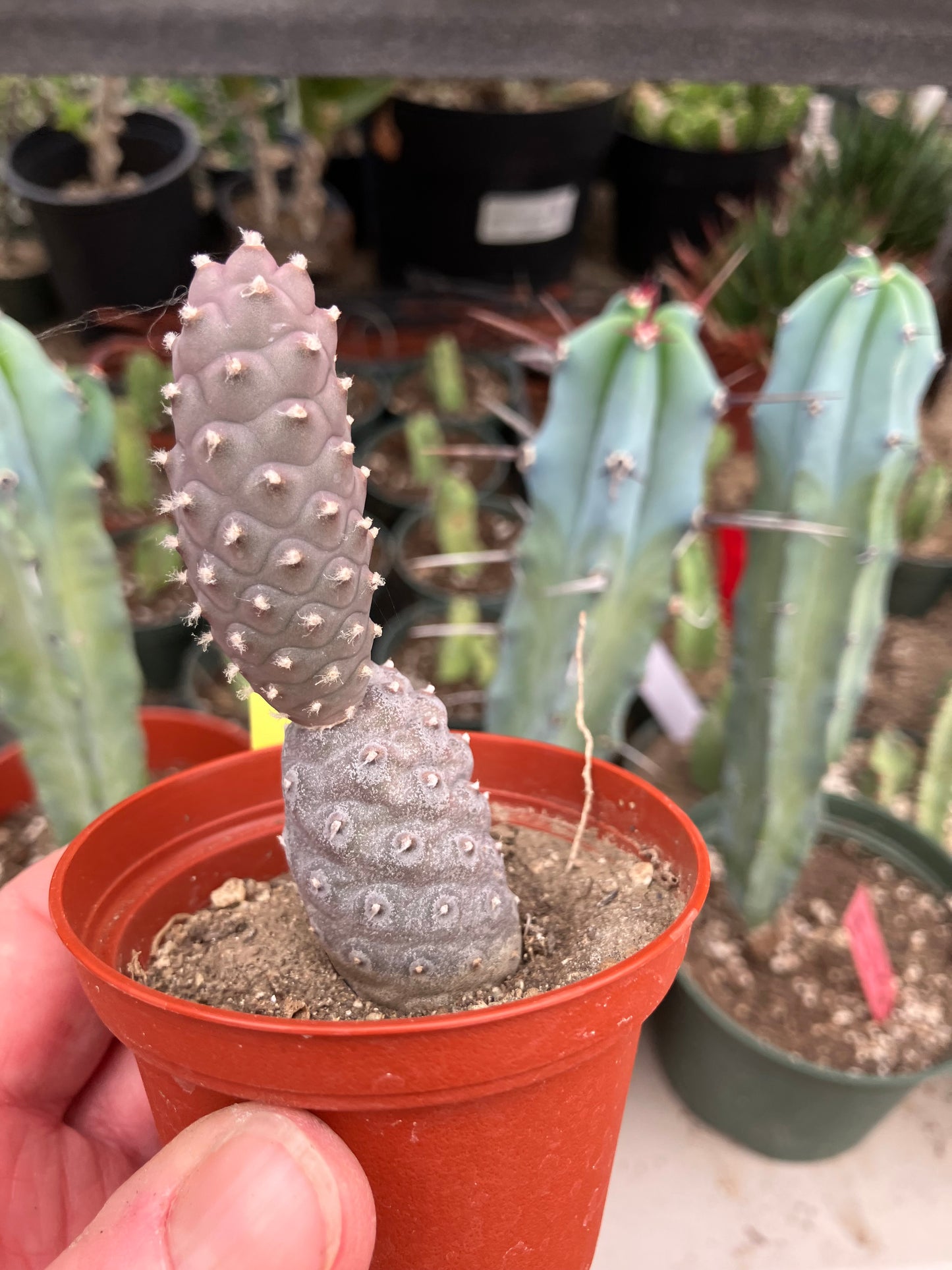 Pine Cone Cactus Tephrocactus~ articulatus var. diadematus Pinecone 3”Tall #220Y