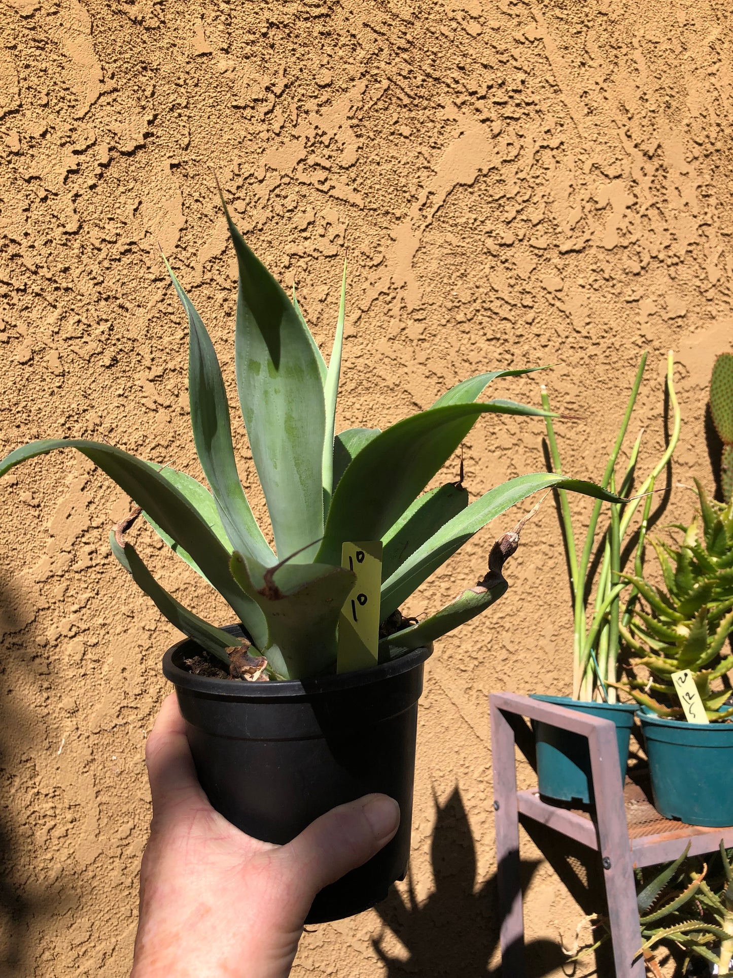 Agave~ Fox Tail Agave Attenuata 10"Wide #10Y