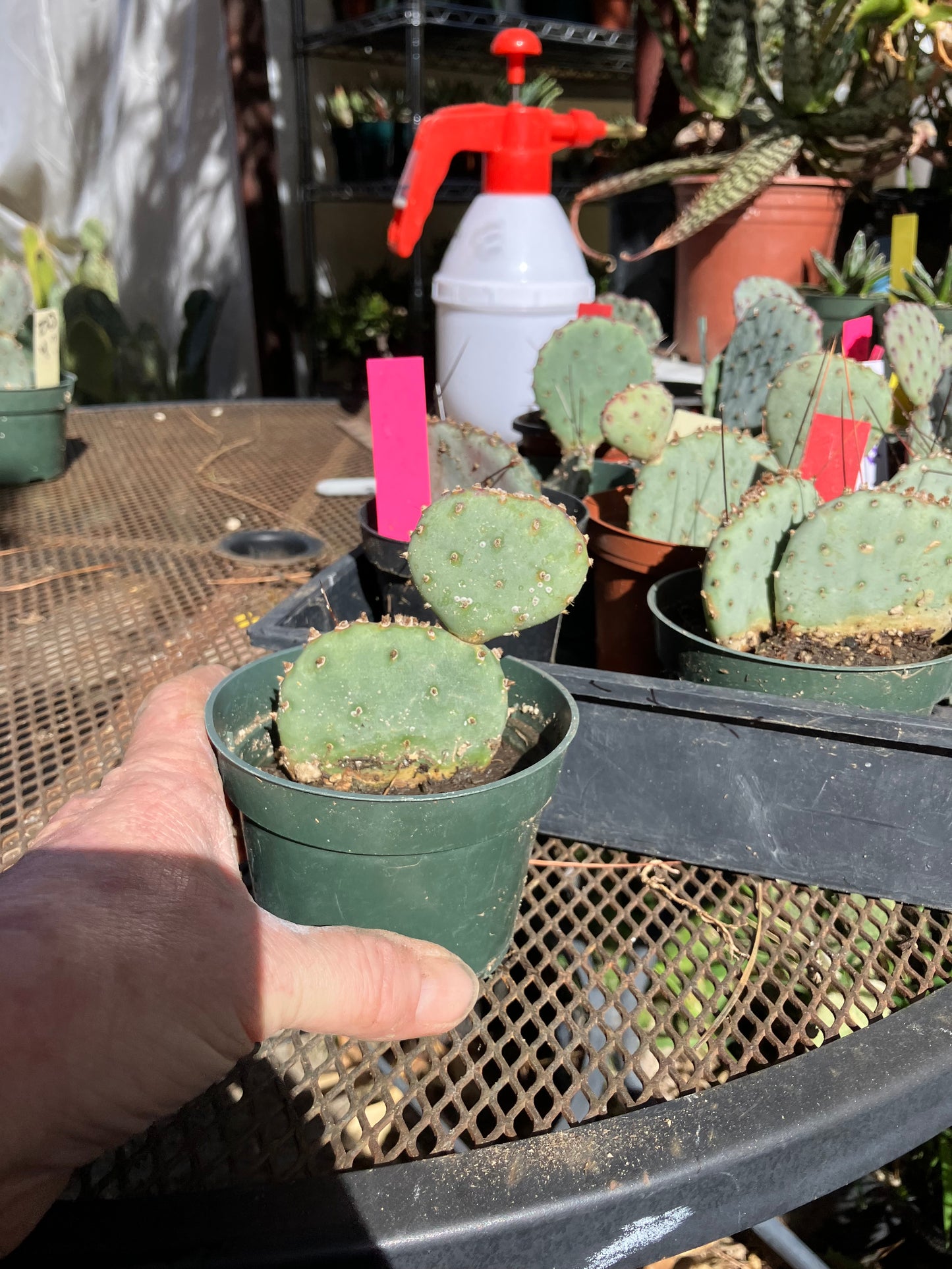 Opuntia Santa Rita Purple Prickly Pear 3.5”Tall #2W