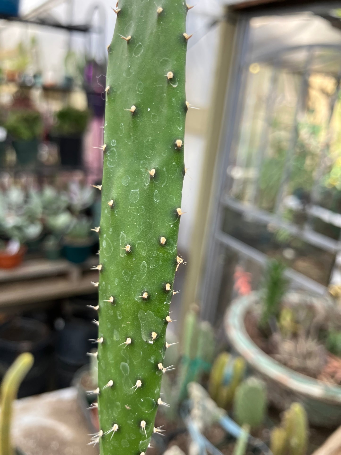 Opuntia Emerald wave Cactus 8”Tall #91W