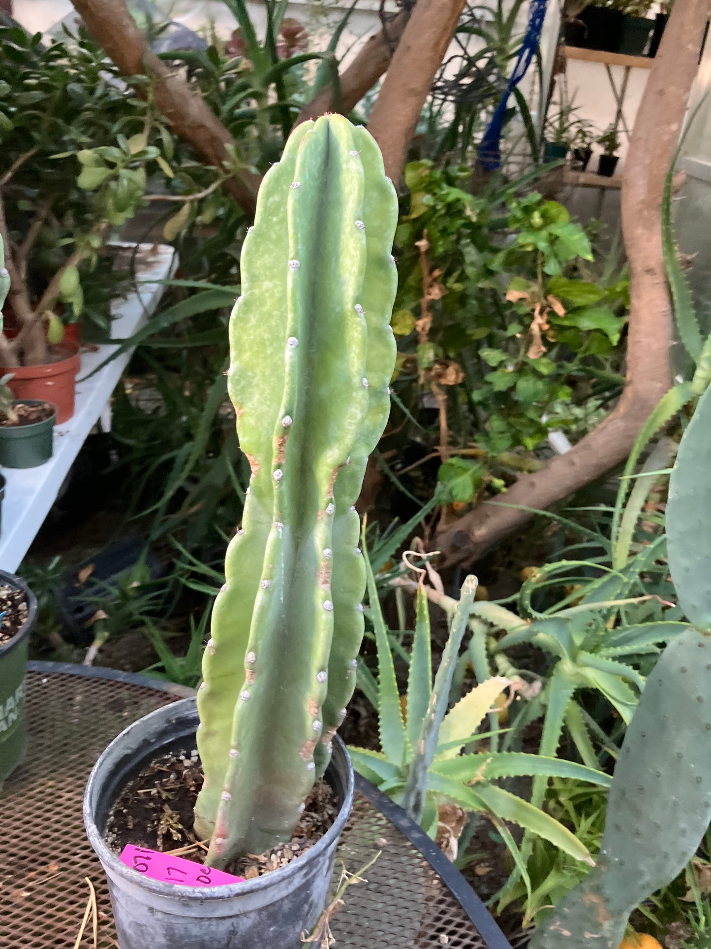 Cereus Peruvianus Night Blooming 17"Tall #011P