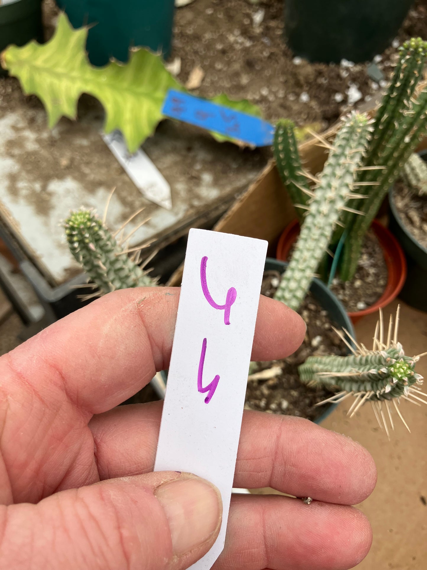 Euphorbia mammillaria variegataCorn Cob 6"Tall #6W