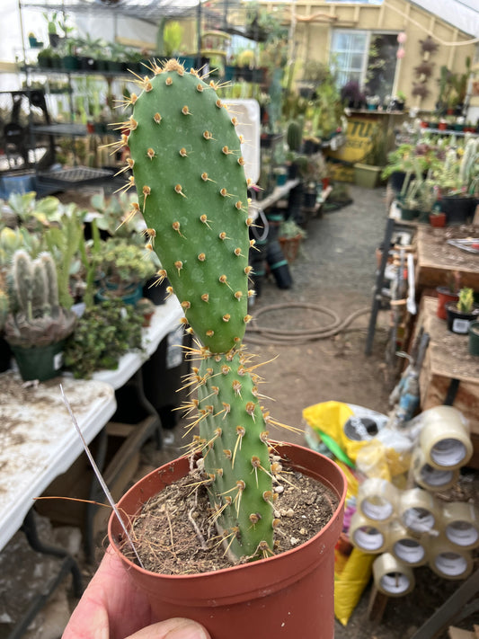 Opuntia engelmannii "Texas Prickly Pear" 6"Tall #622W