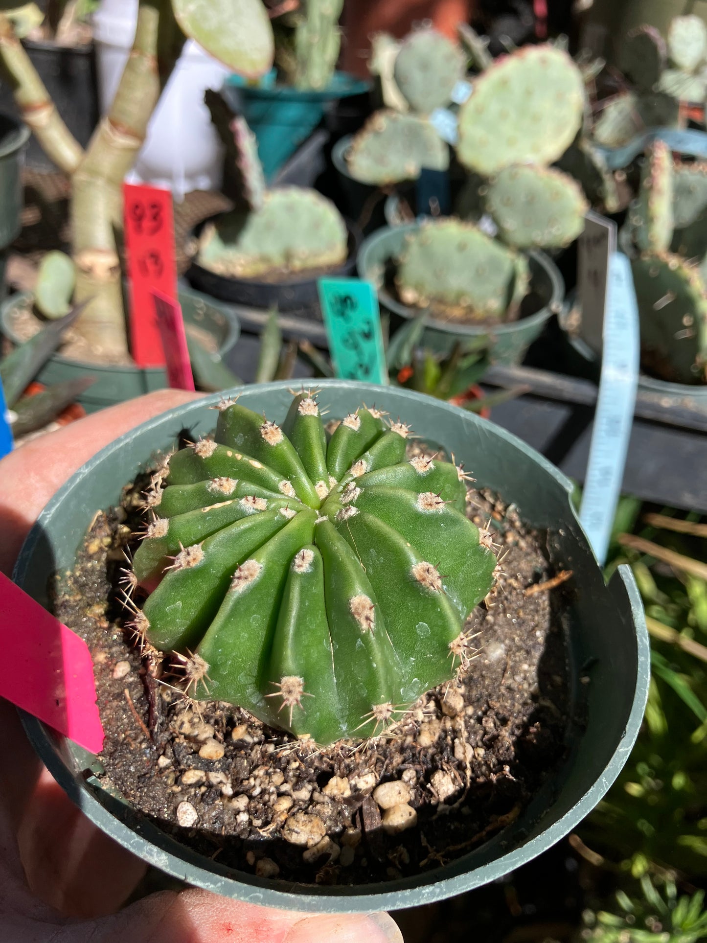 Echinopsis oxygona Salmon Easter Lily 7.5"Circumference #1P