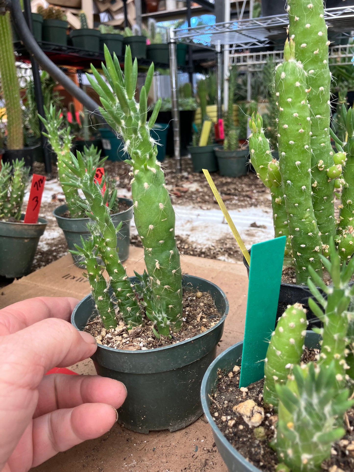 Austrocylindropuntia Cactus Gumbi Mini Eve's Needle 6"Tall #10B