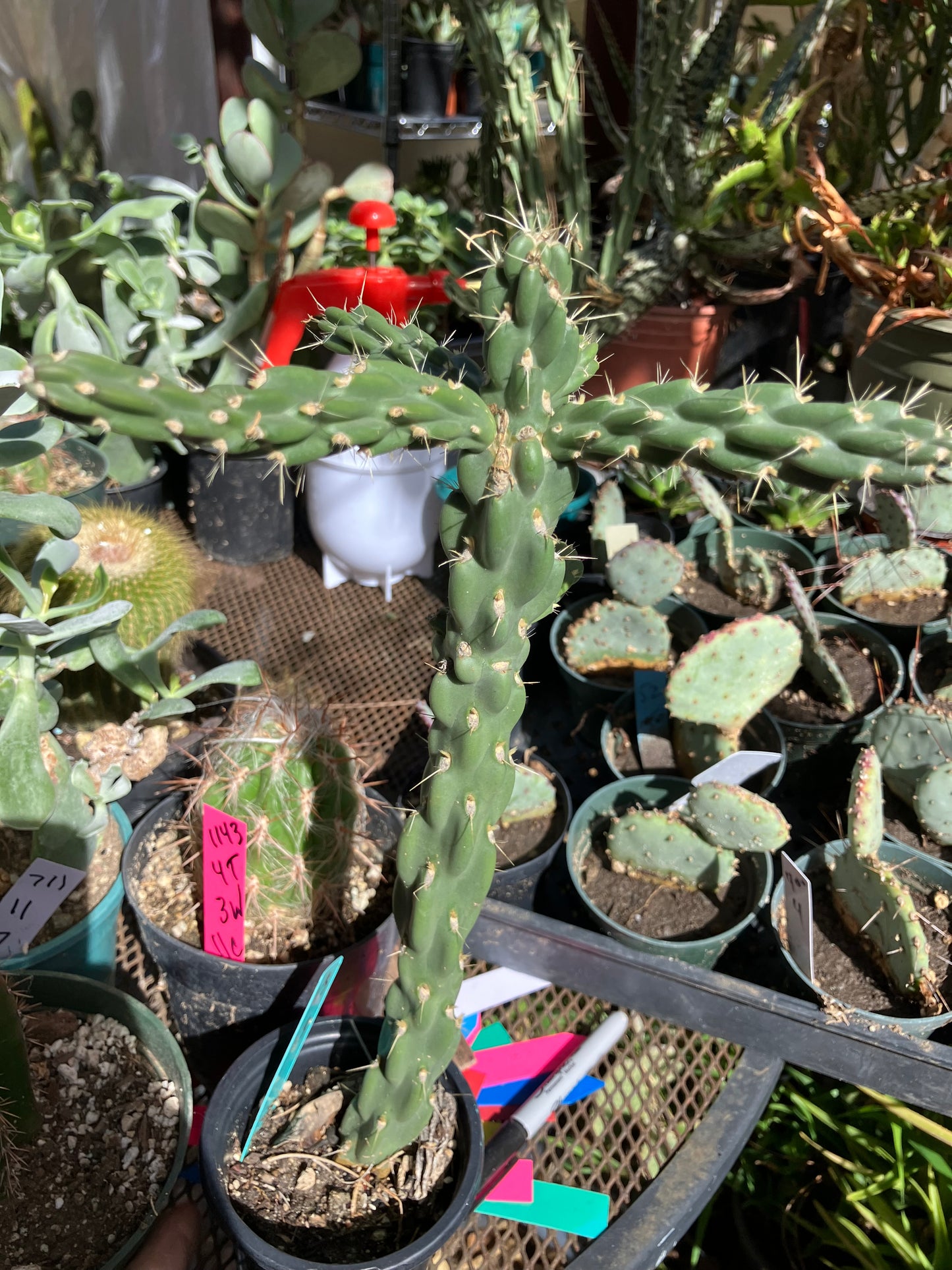 Cholla Cylindropuntia Buckhorn Cactus 13”Tall #13G