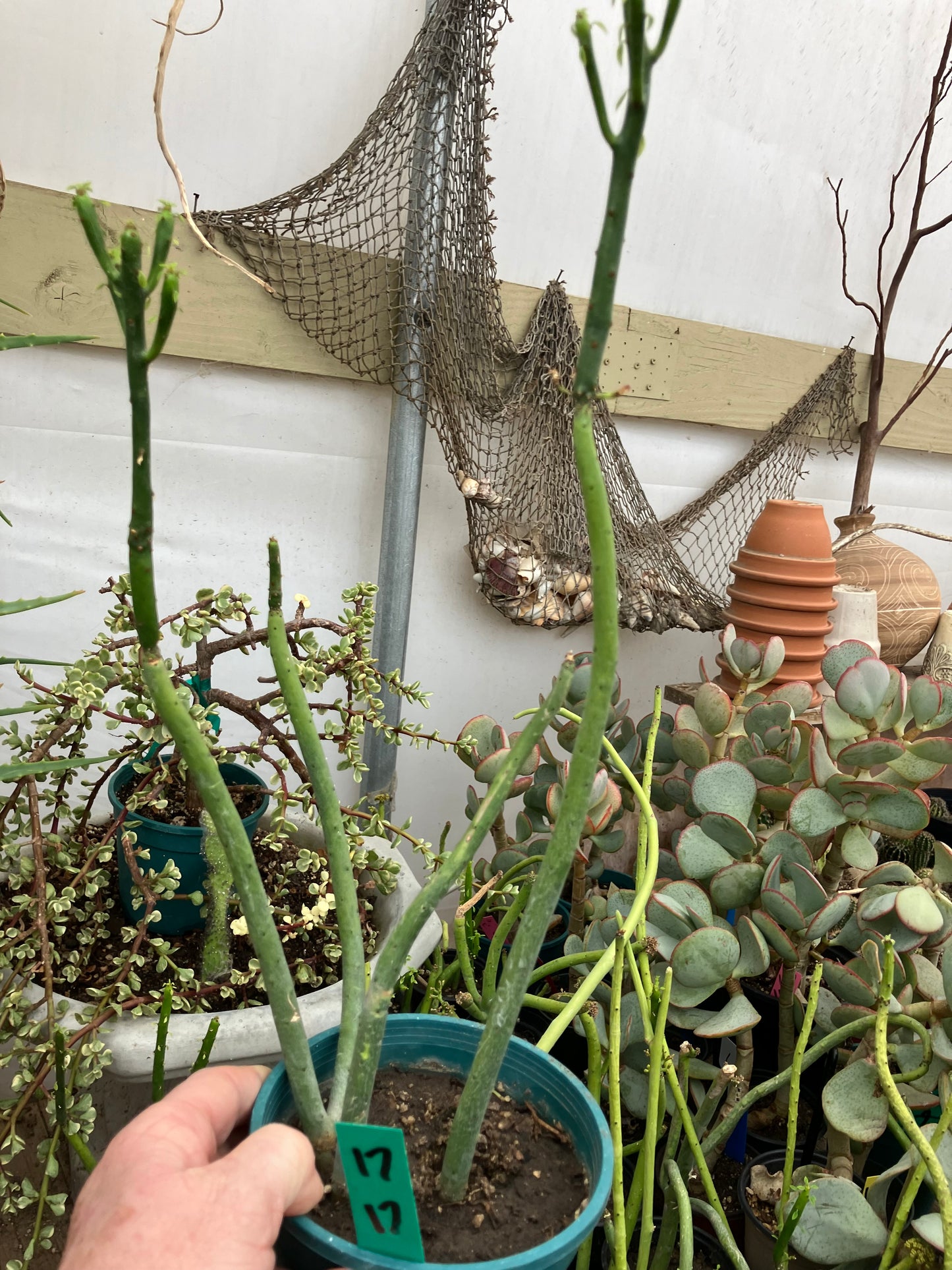 Euphorbia leucodendron Cat Tail 17" Tall #17G