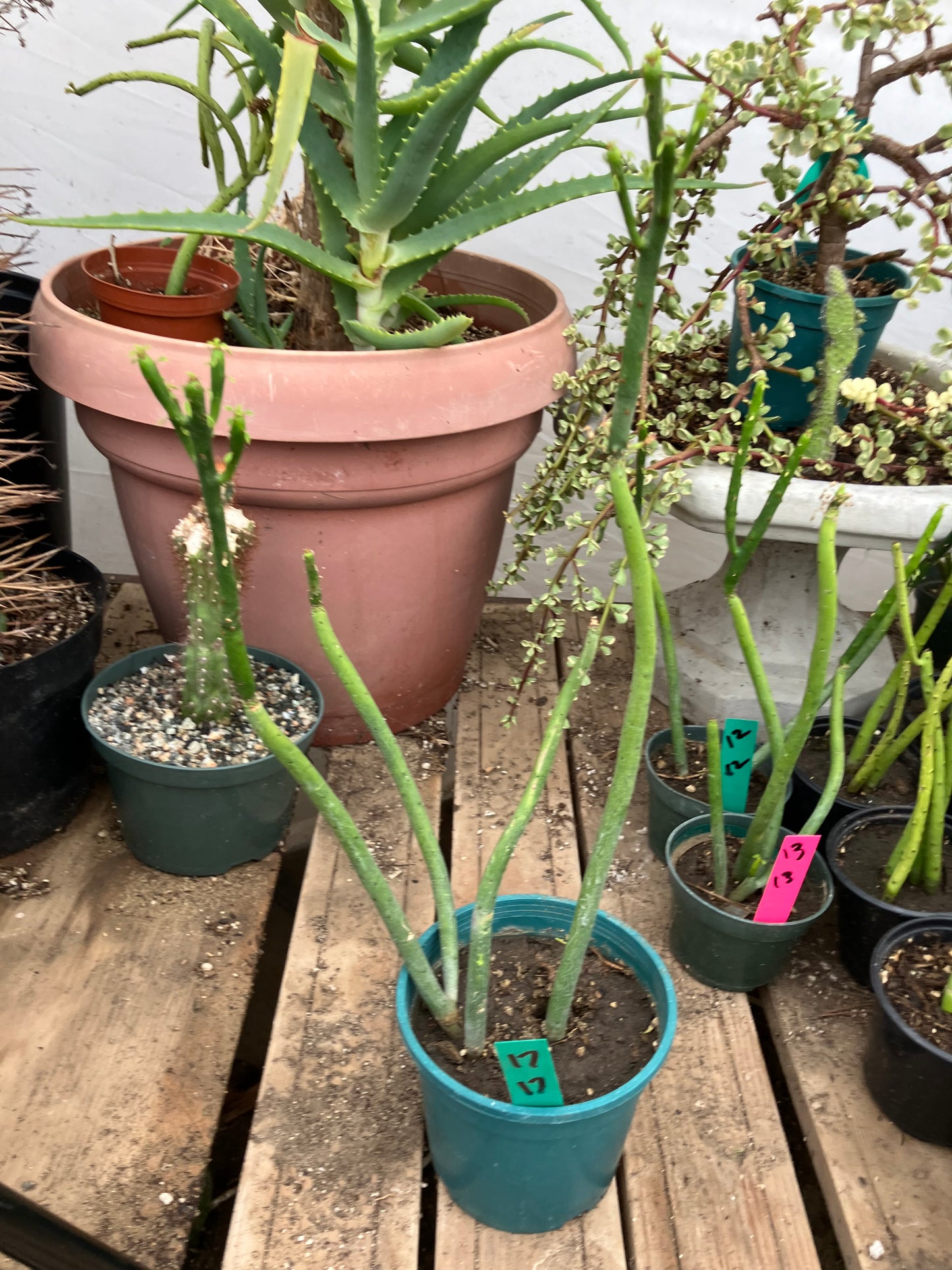 Euphorbia leucodendron Cat Tail 17" Tall #17G