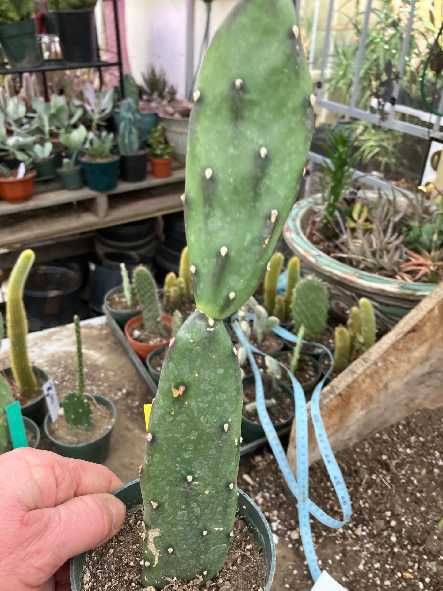 Opuntia canterae elata Ground Crawler 11"Tall #4Y