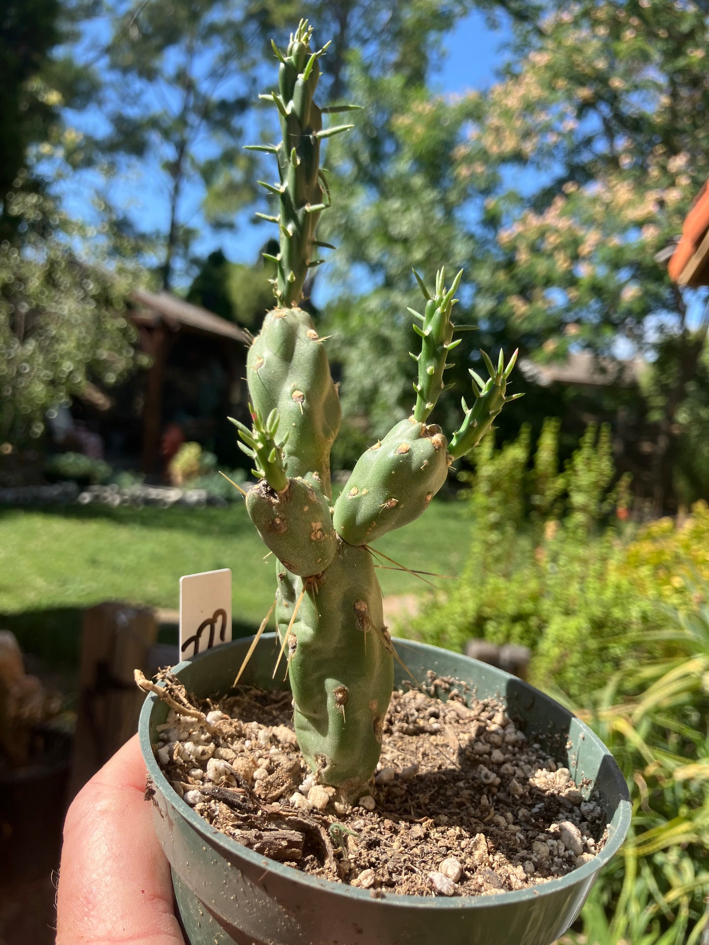 Cholla Cylindropuntia Buckhorn Cactus 7”Tall #777W