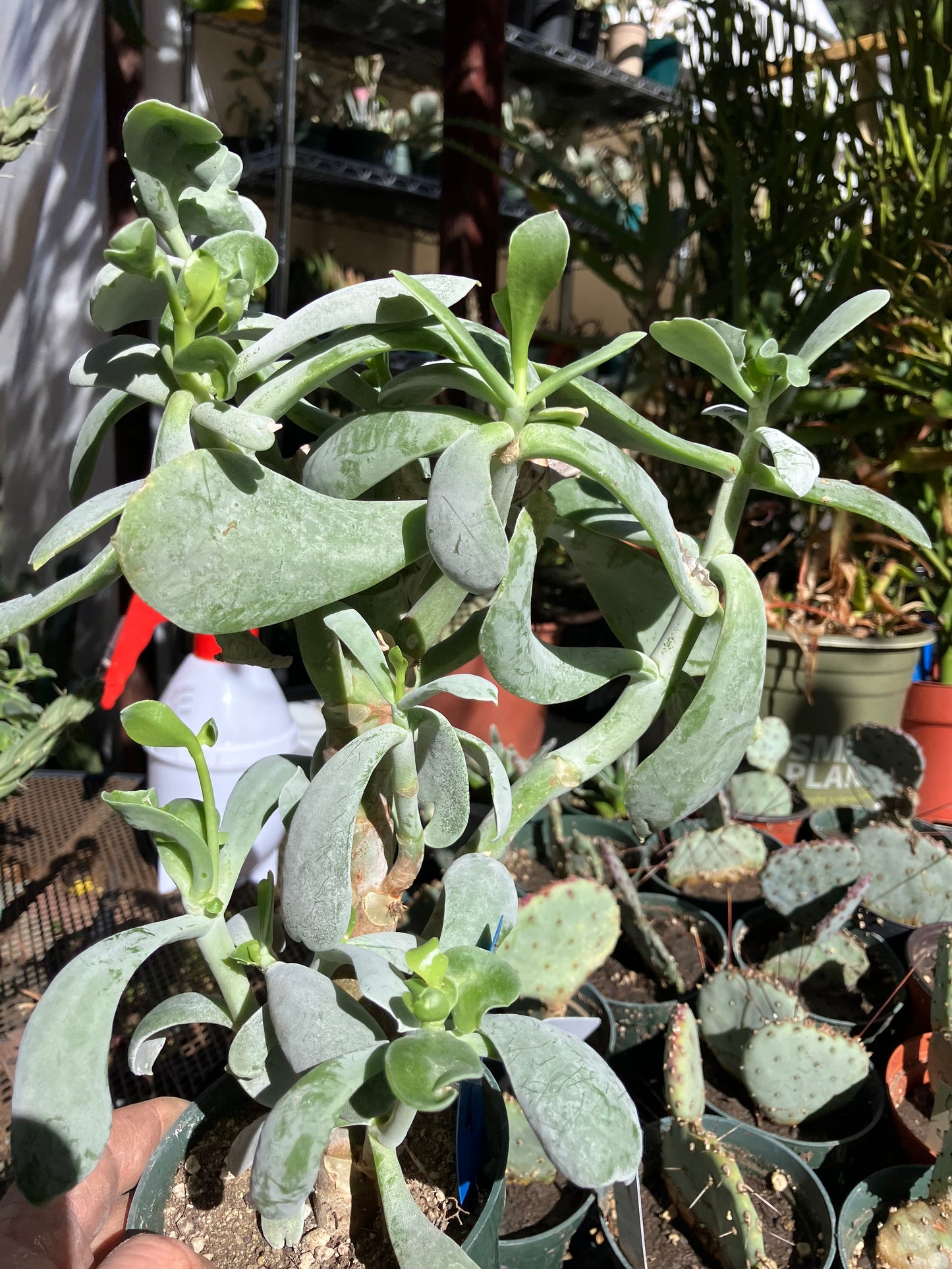 Cotyledon Silver Waves Succulent 12"Tall #129B