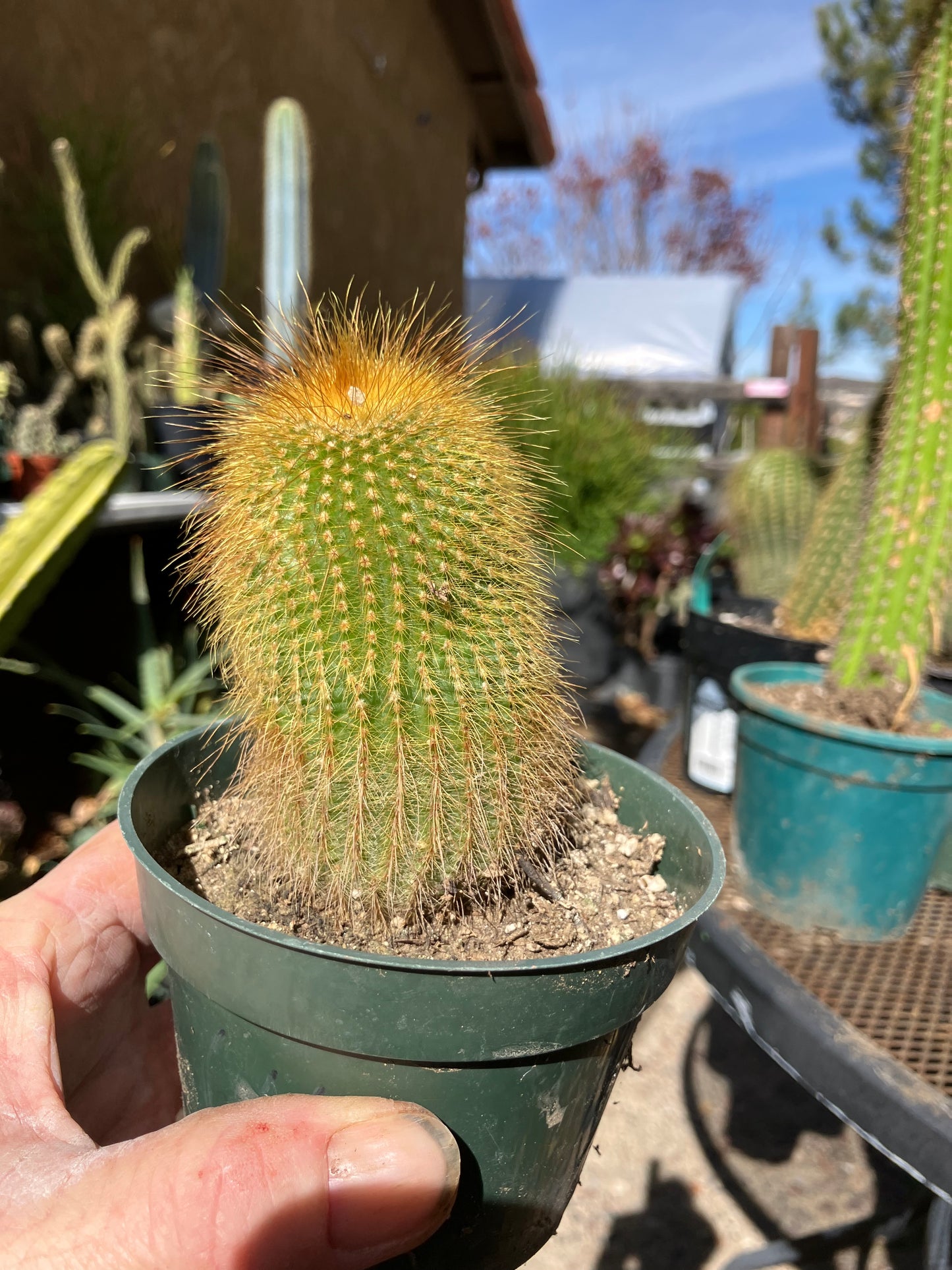 Notocactus leninghausii 4"Tall Cactus #200G