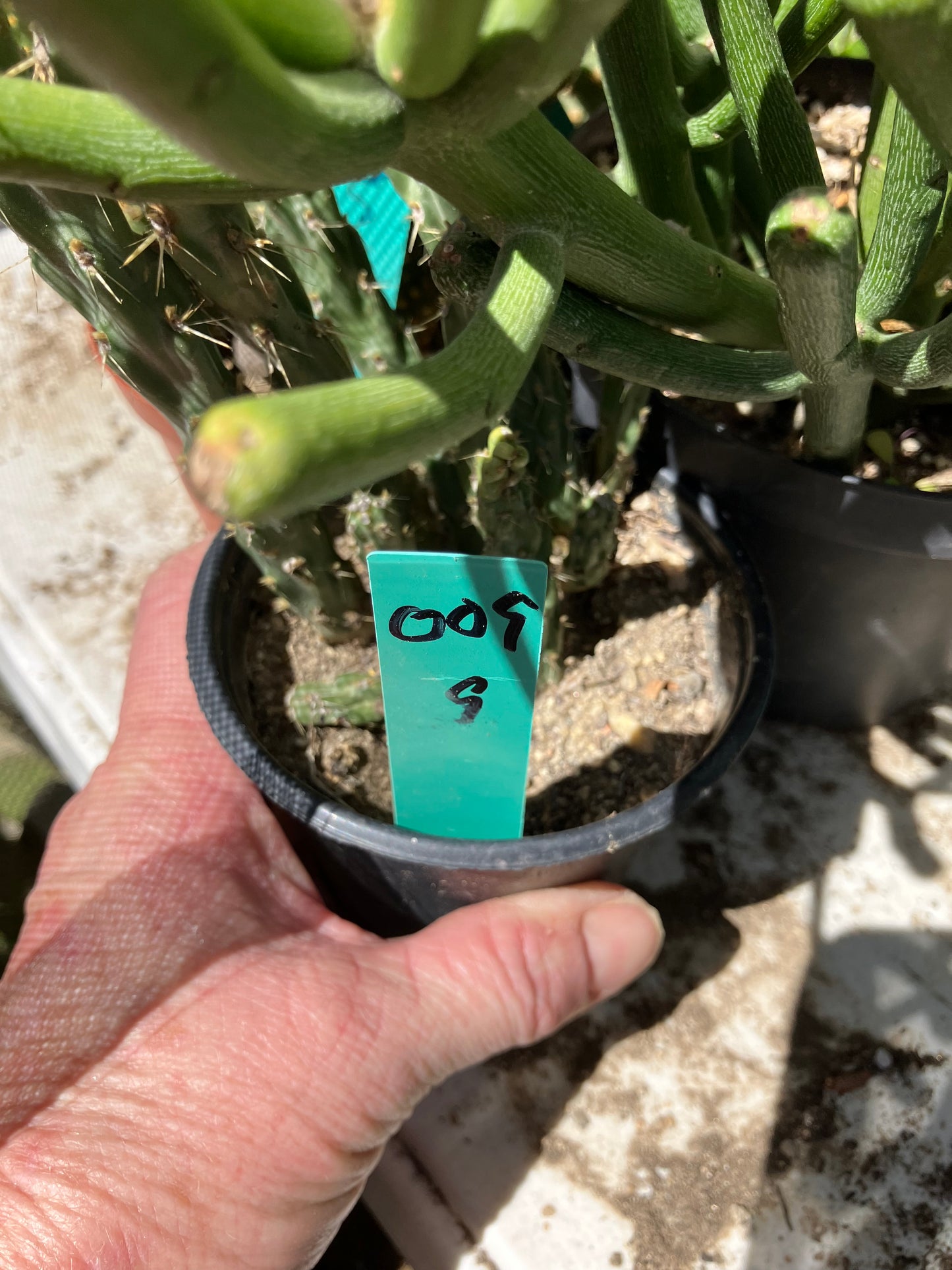 Cholla Cylindropuntia Buckhorn Cactus 9”Tall #009G