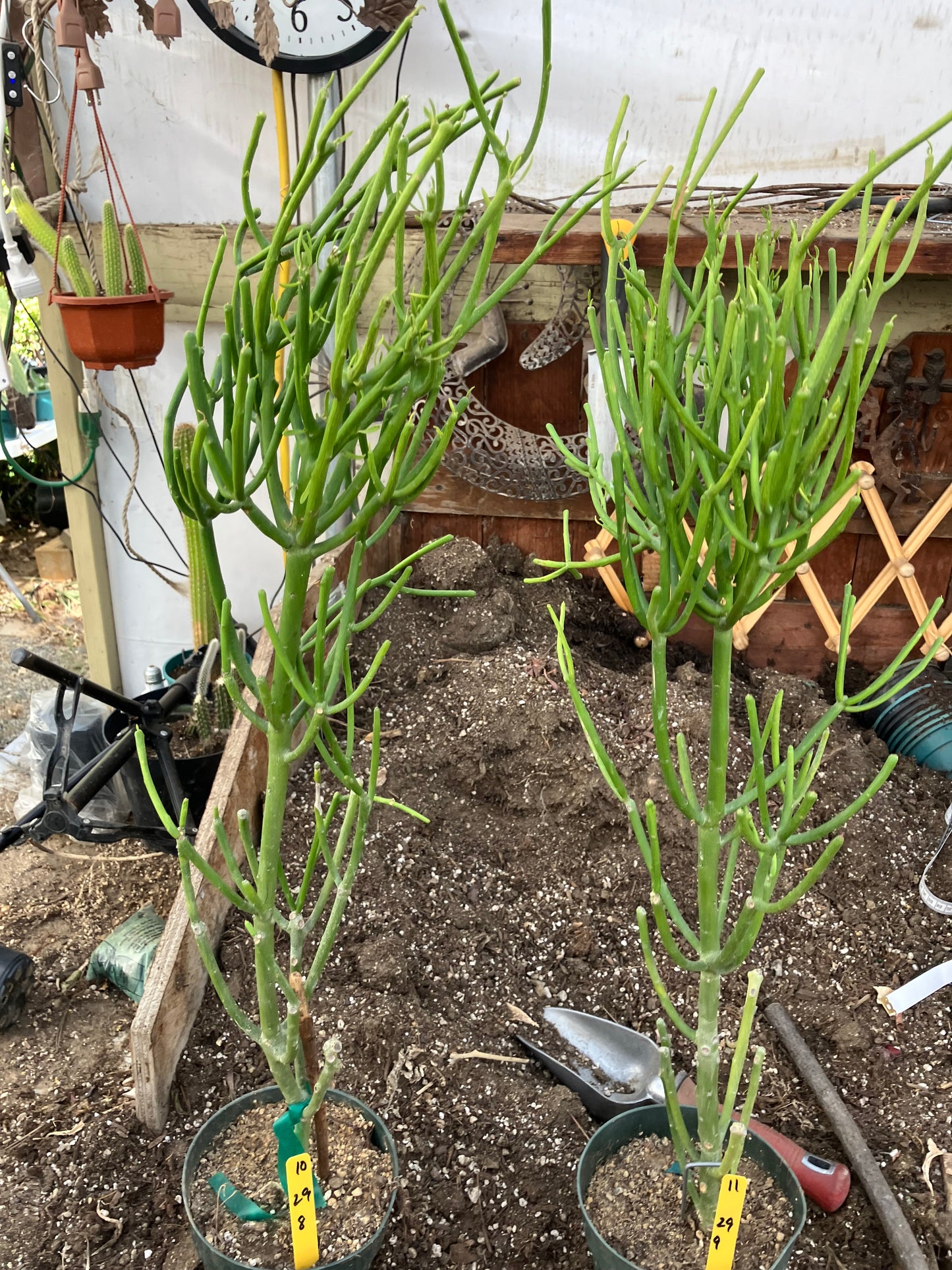 Euphorbia tirucalli Two (2)Twin Pencil Cactus 29"Tall 9"Wide #10Y,11Y