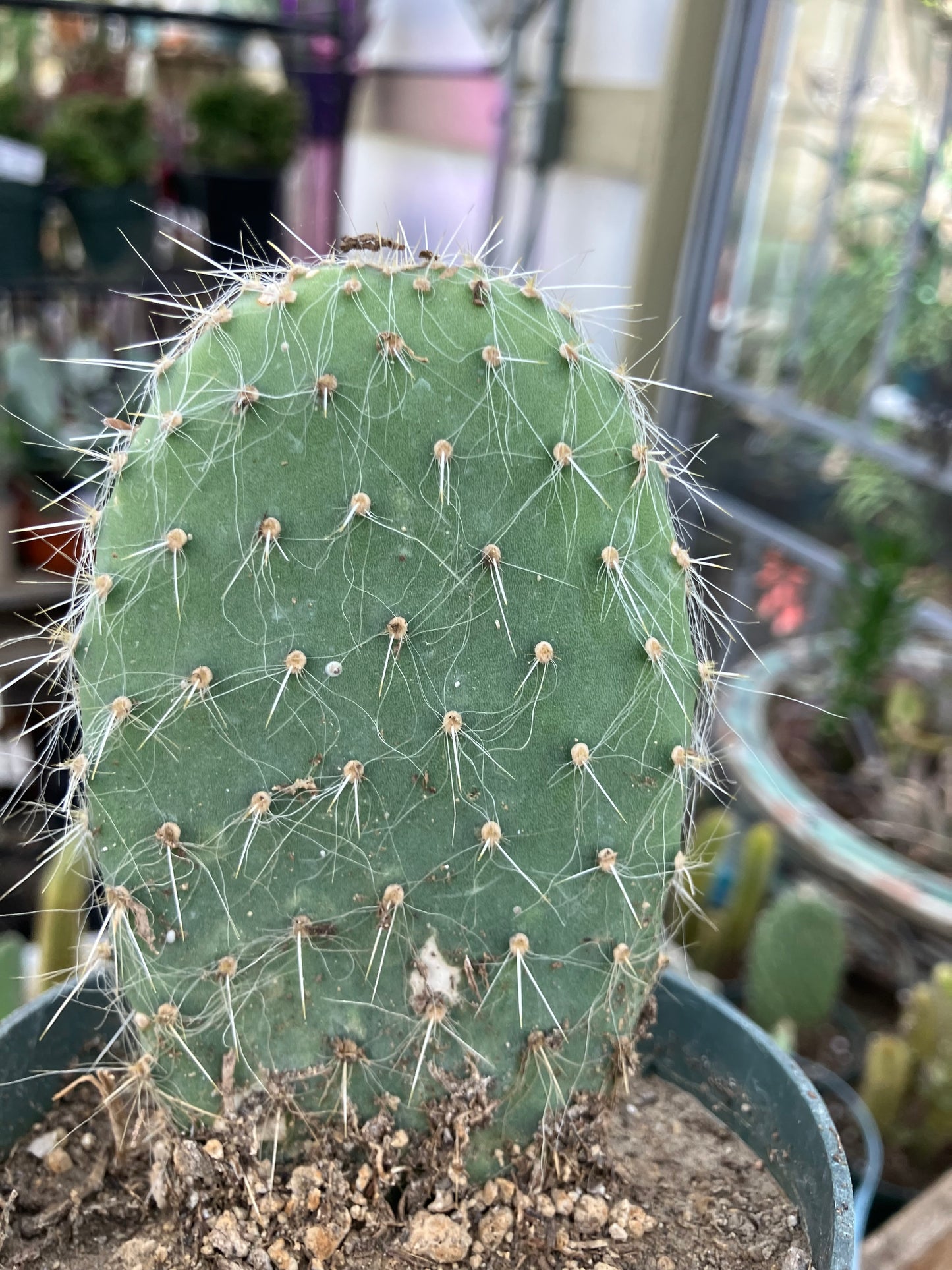 Opuntia pailana "White Thorned" Prickly Pear 4"Tall #11B
