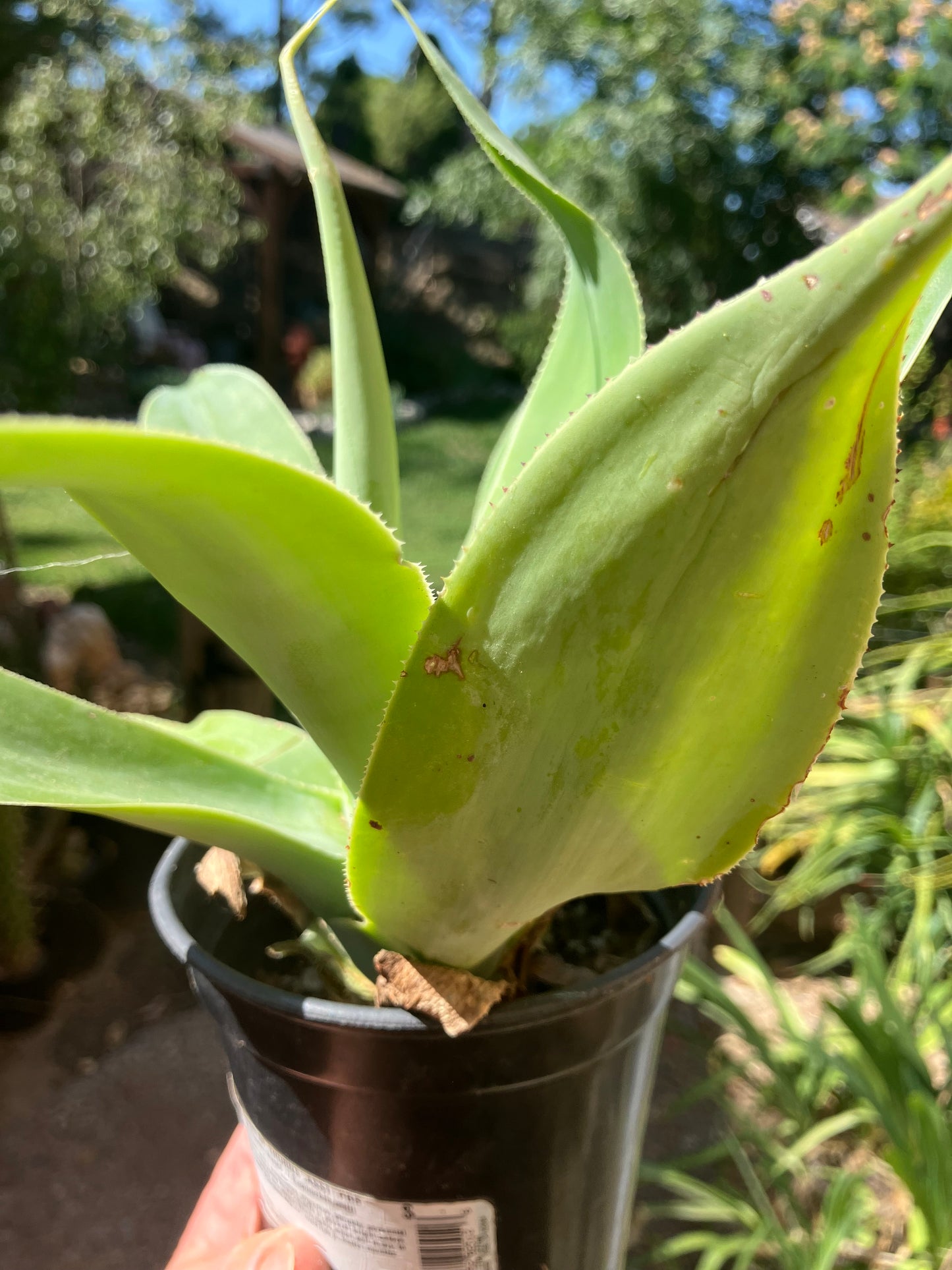 Agave attenuata Foxtail Agave (Fox tail) 11" Wide #111P