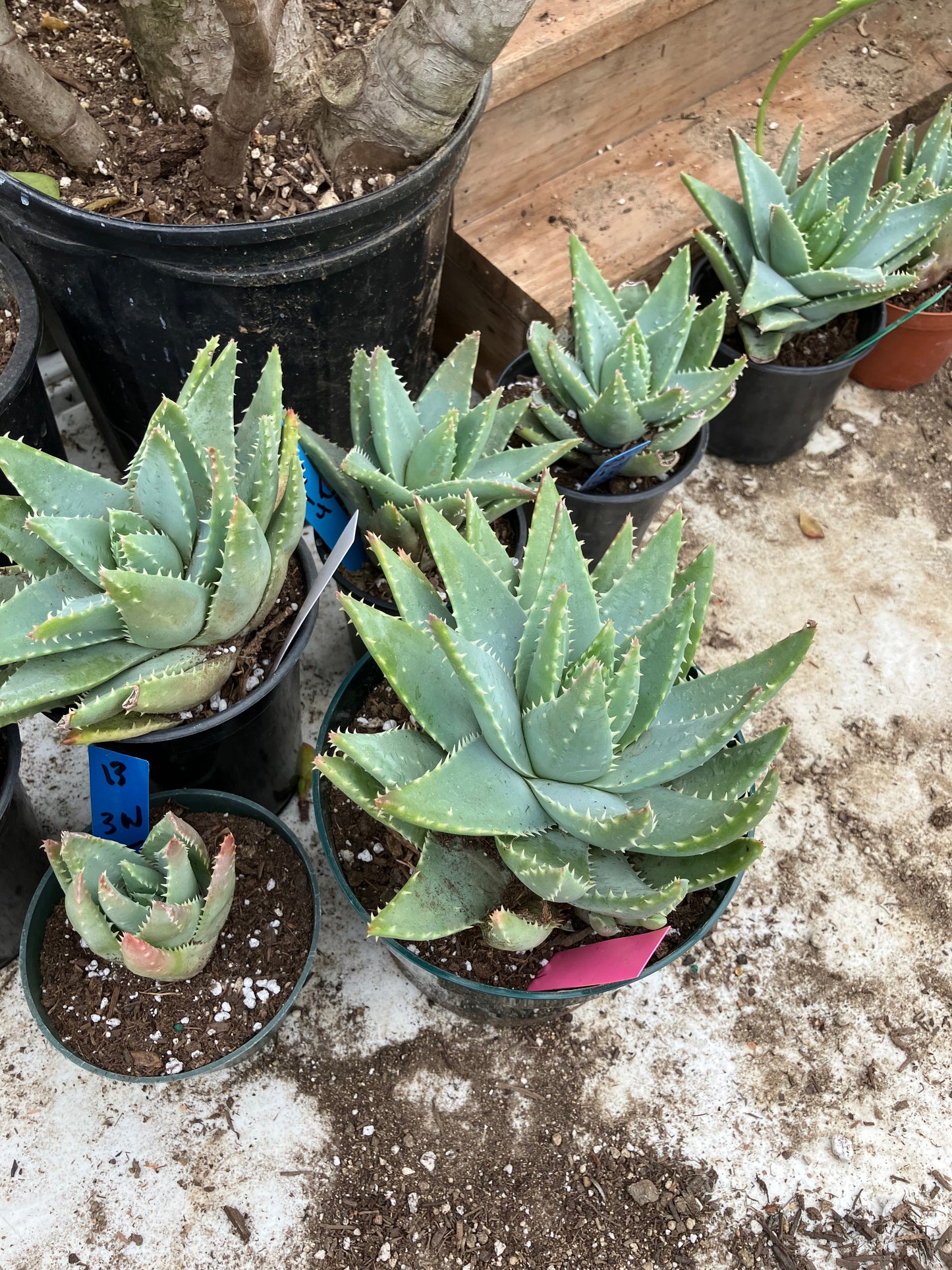 Aloe Brevifolia Short Leaf Aloe Succulent 5"Tall 7" Wide #30P