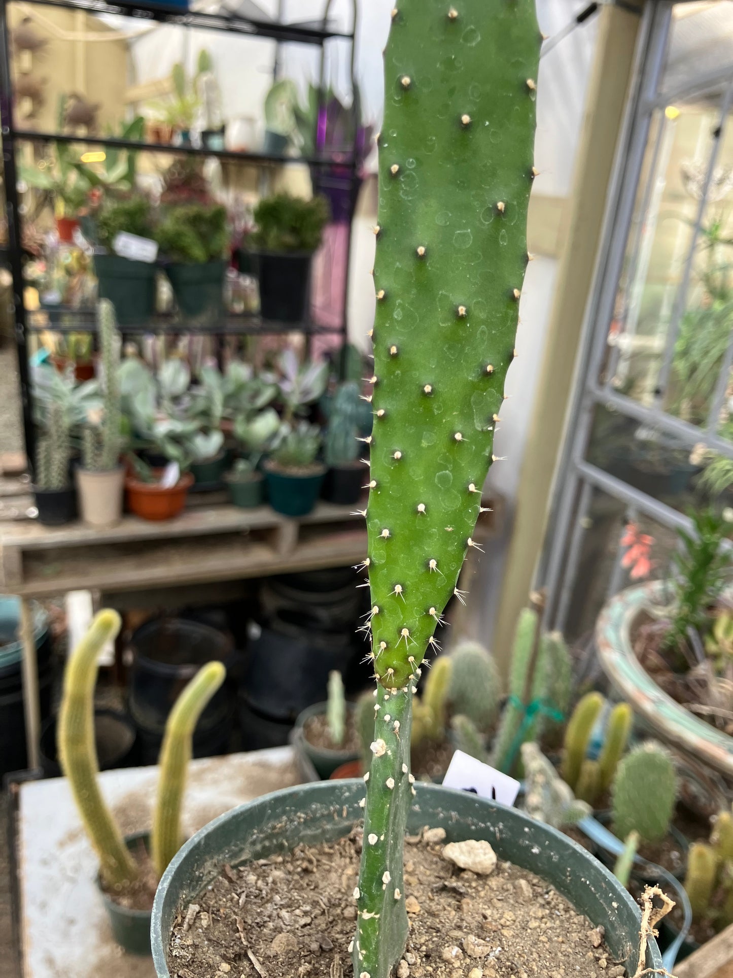 Opuntia Emerald wave Cactus 8”Tall #91W