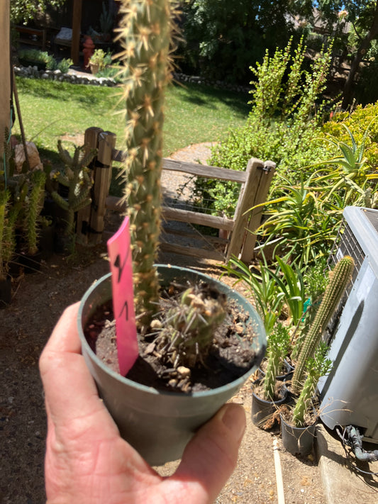 Cholla Cylindropuntia  Buckhorn  Cactus 7”Tall #2P