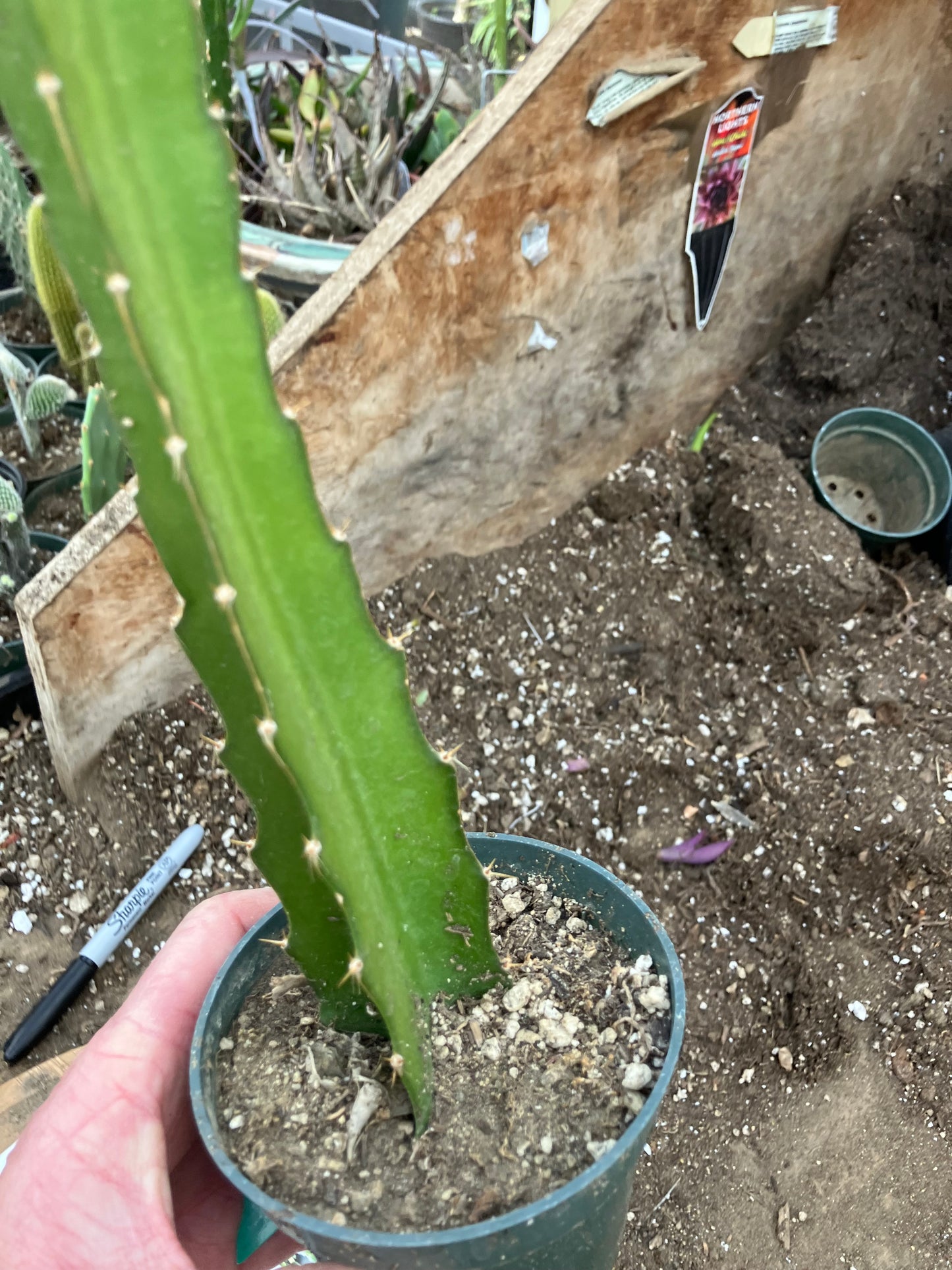 Dragon Fruit Plant Rooted Pitaya or Pitahaya 16" Tall #969G