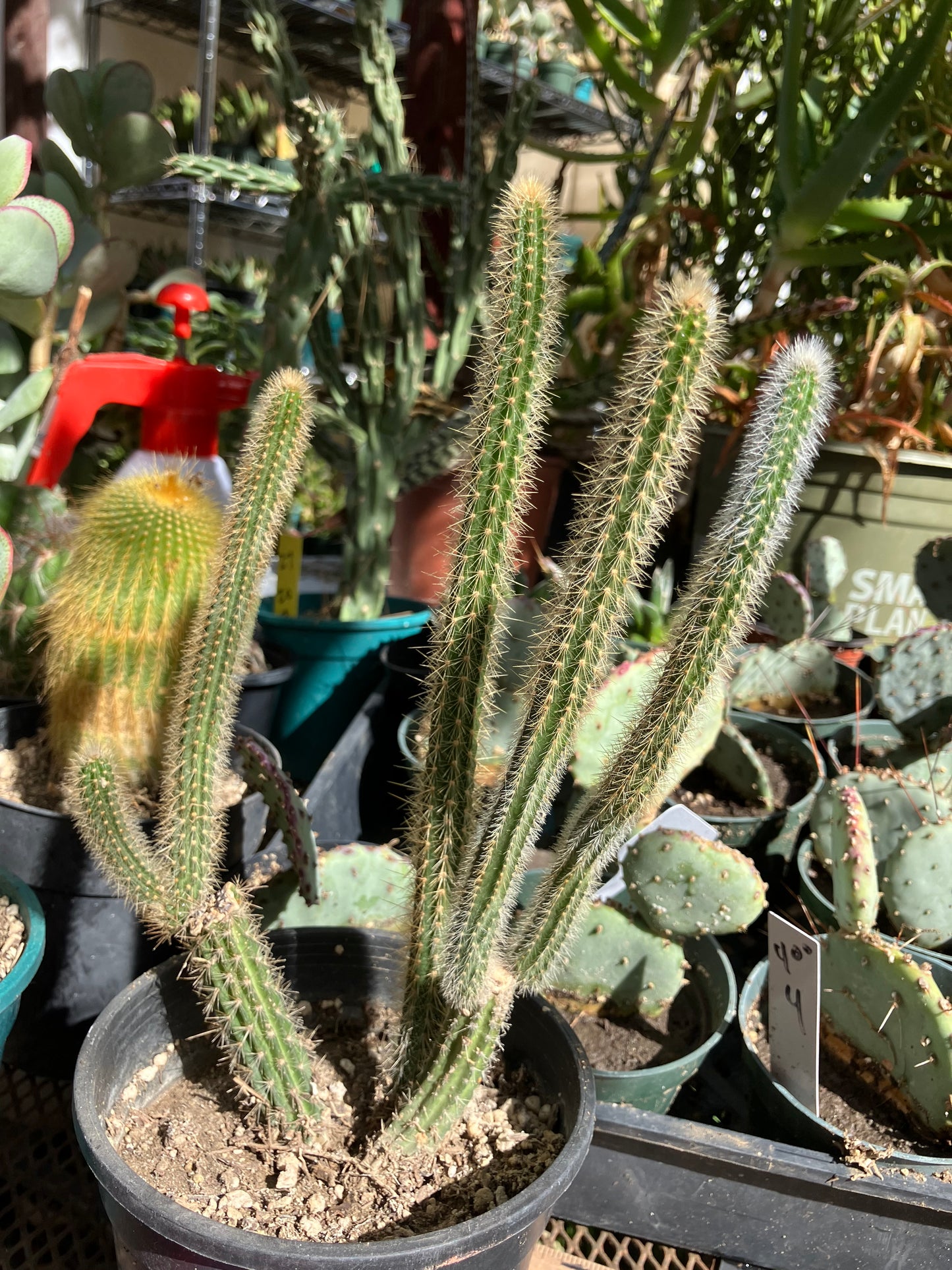 Corryocactus erectus "Red Hot Chili Poker" 10"Tall 6"Wide #010W