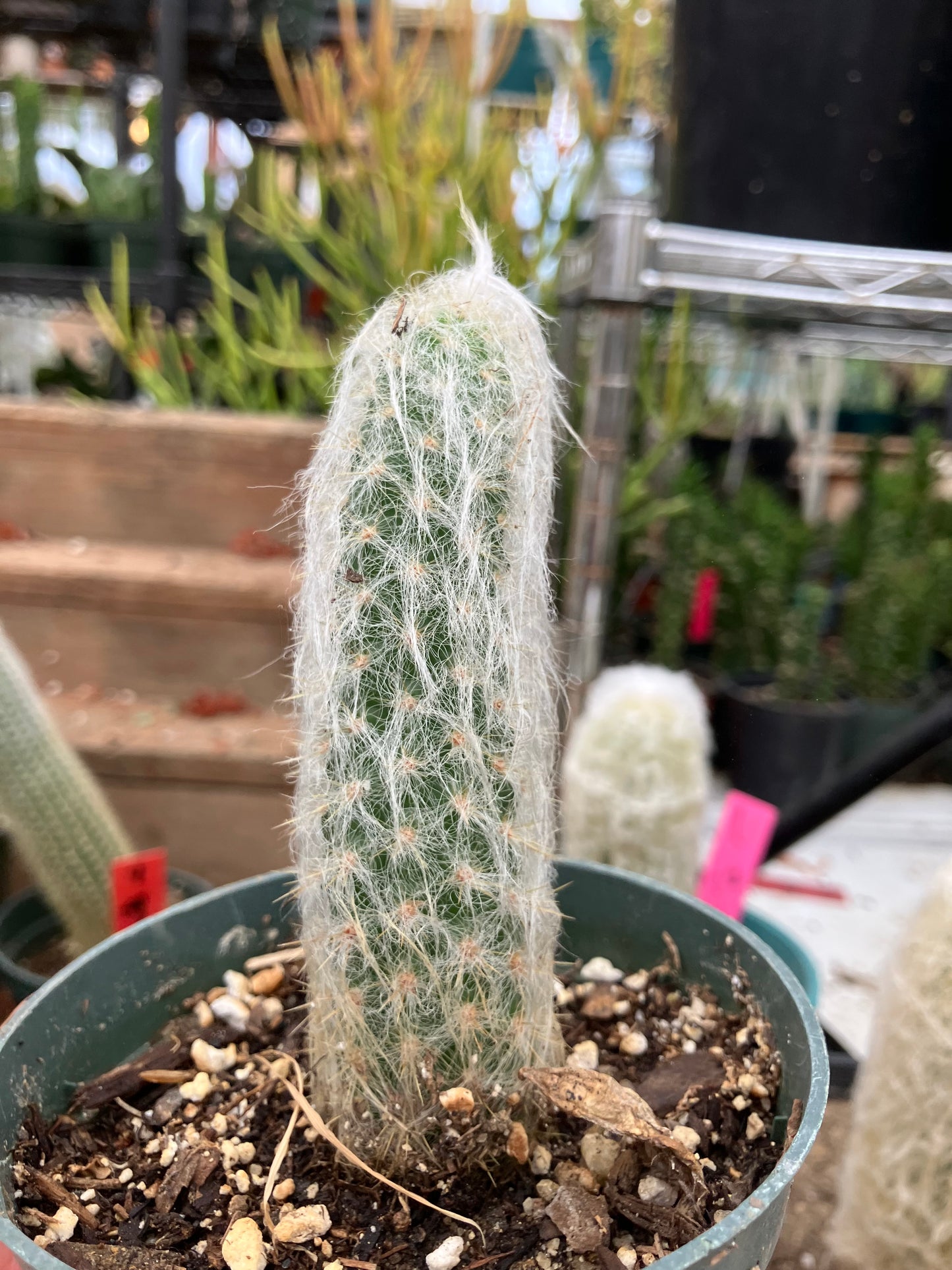 Oreocereus doelzianus Old Woman, Old Man Cactus 4"Tall #40Y