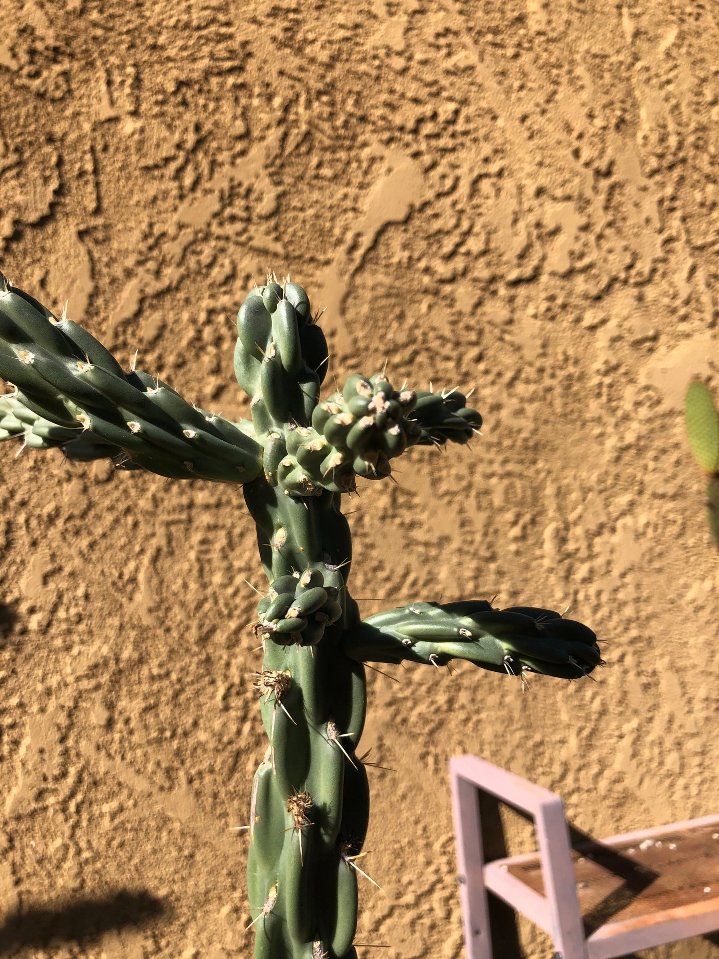 Cholla Cylindropuntia  Buckhorn 24”Tall #2W