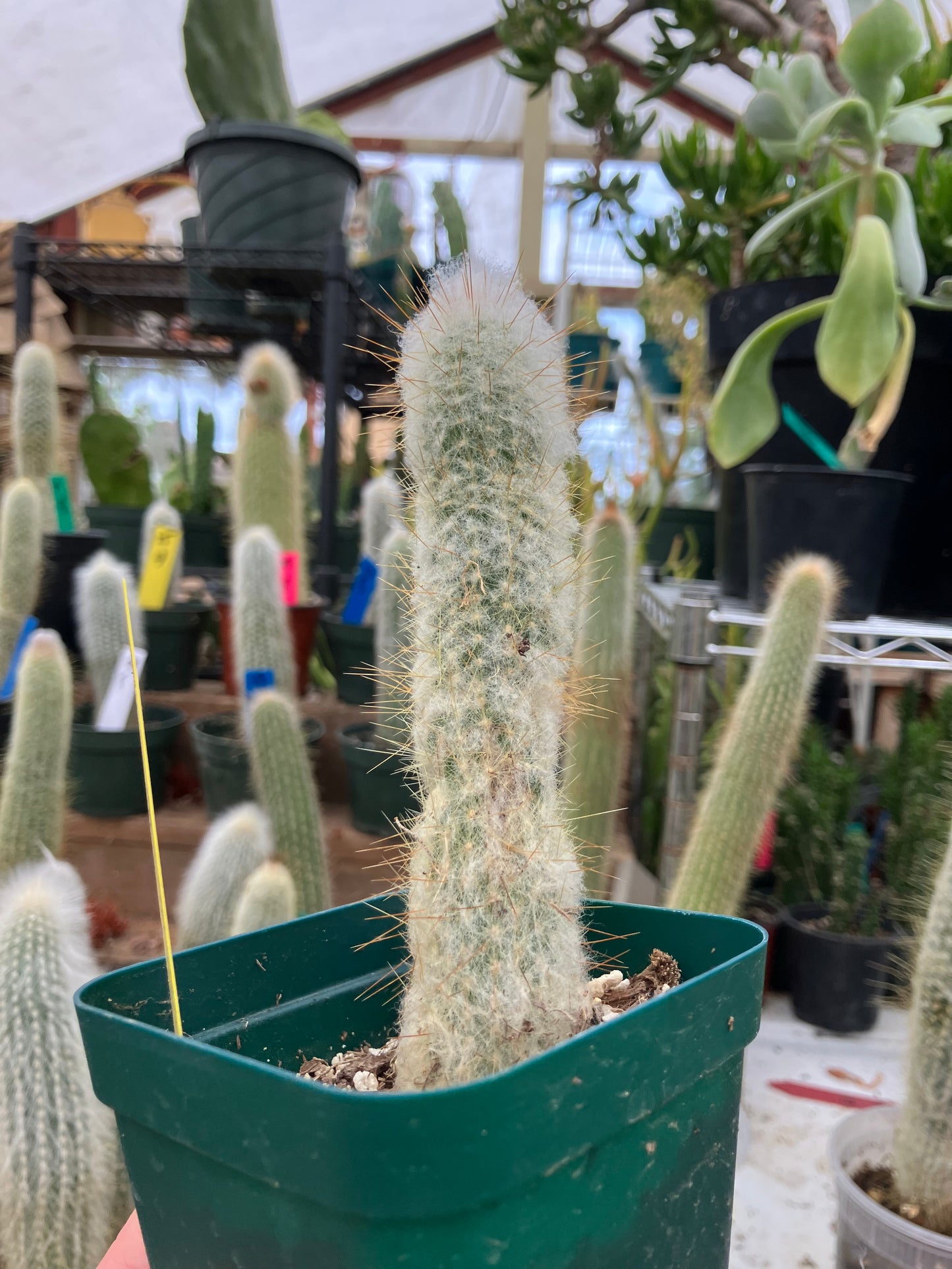 Oreocereus doelzianus Old Woman, Old Man Cactus 6"Tall #061Y