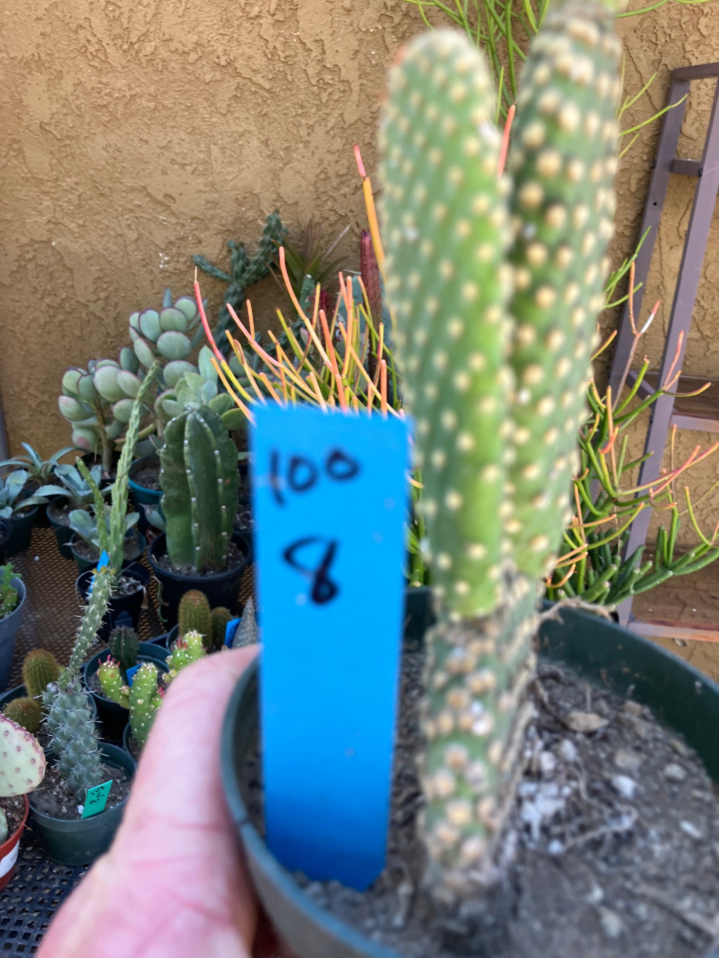 Opuntia microdasys Off White Bunny 8"Tall #100B