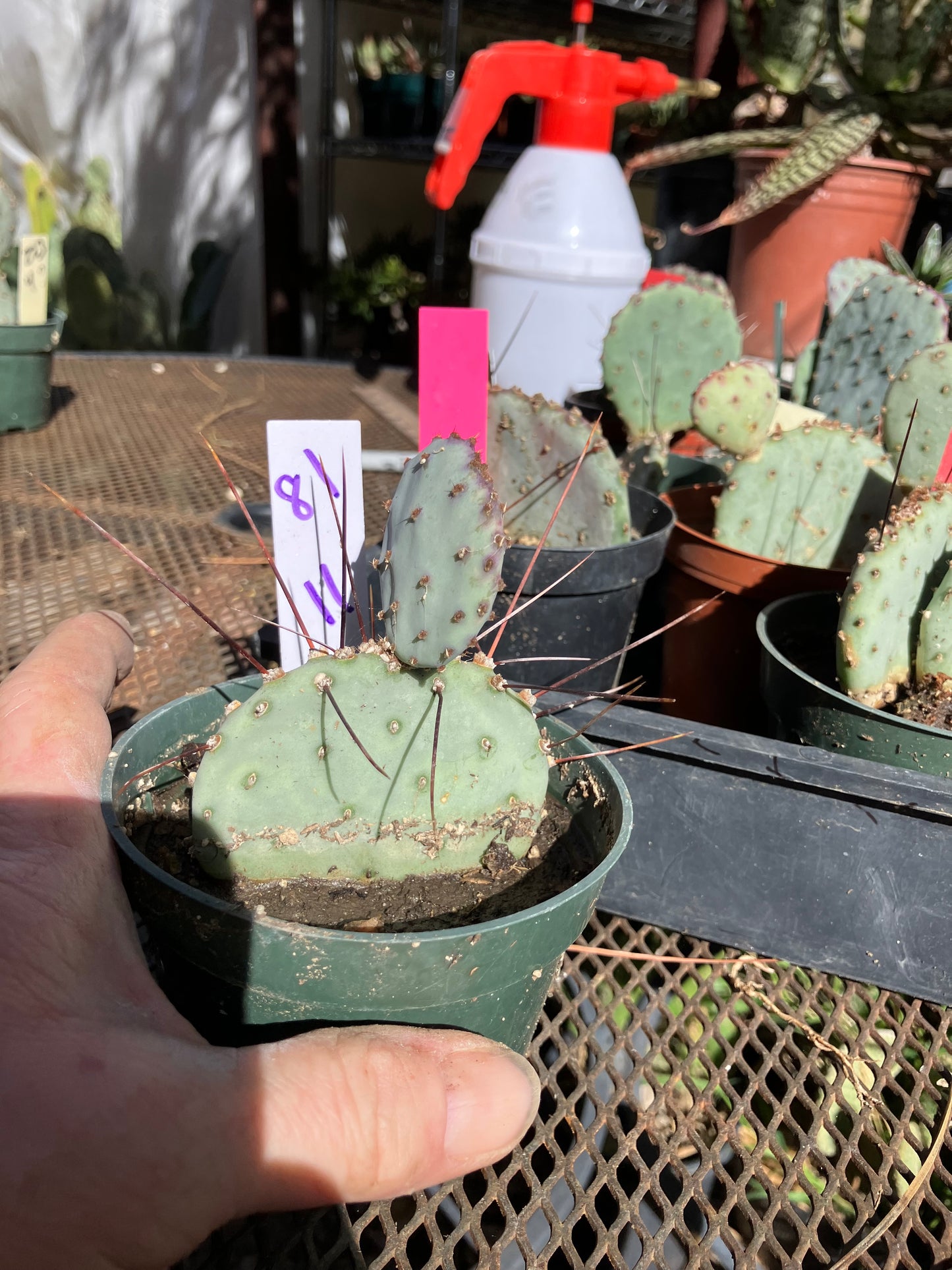 Opuntia Santa Rita Purple Prickly Pear 3.5”Tall #81W