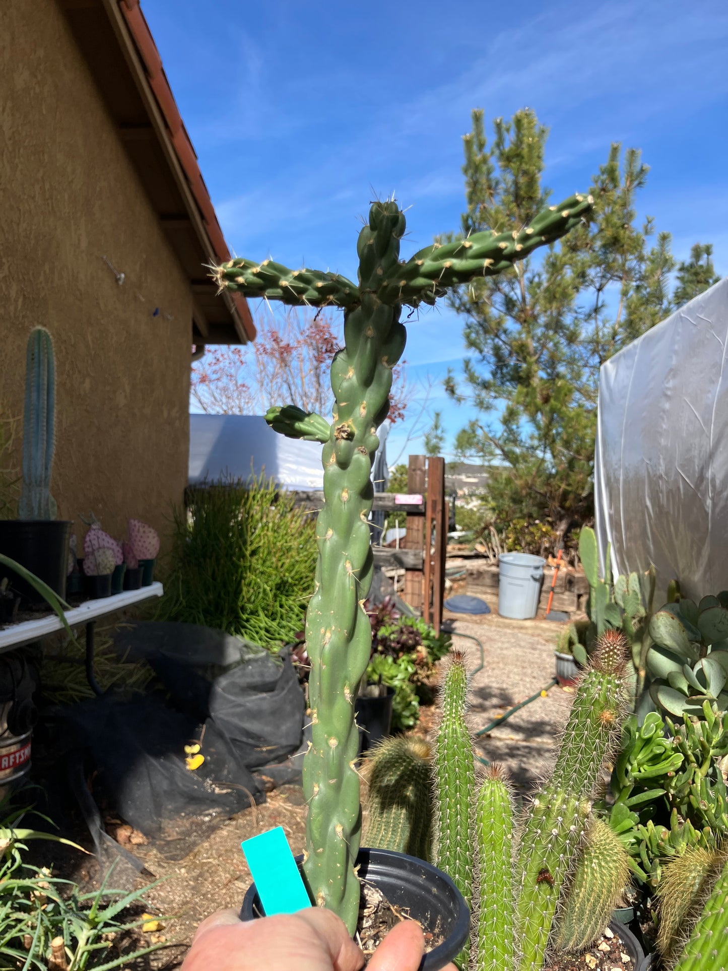 Cholla Cylindropuntia Buckhorn Cactus 13”Tall #13G