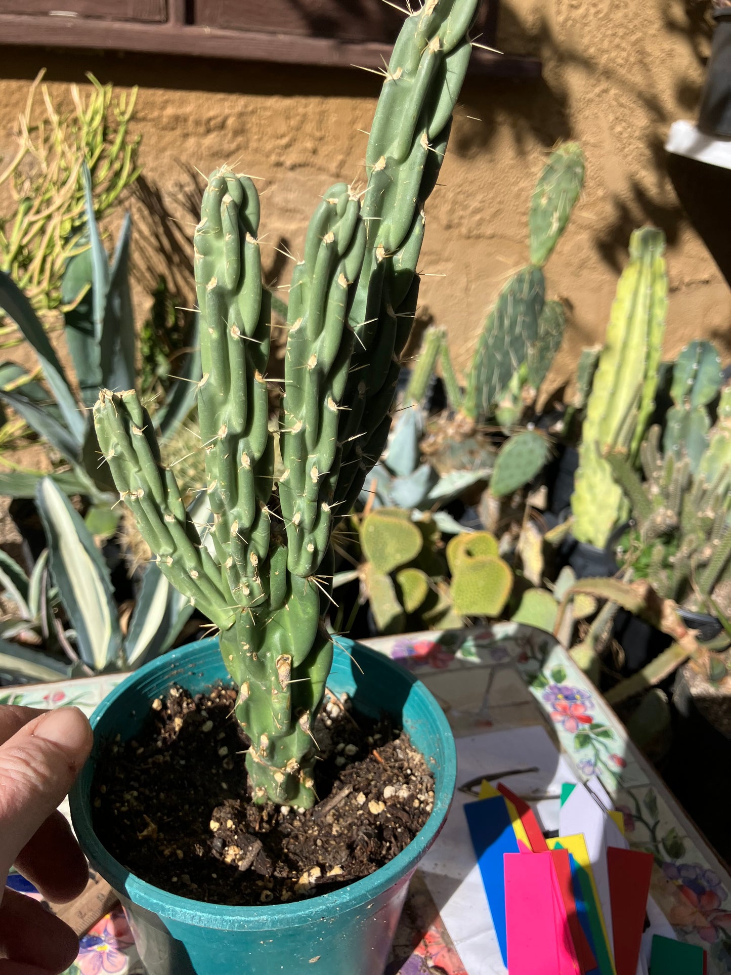 Cholla Cylindropuntia Buckhorn Cactus 11”Tall #111g