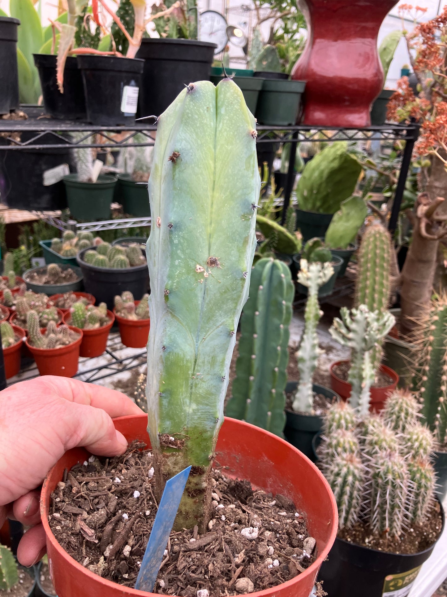 Myrtillocactus cochal Candelabra Cactus 9"Tall 2.5" Wide #6B