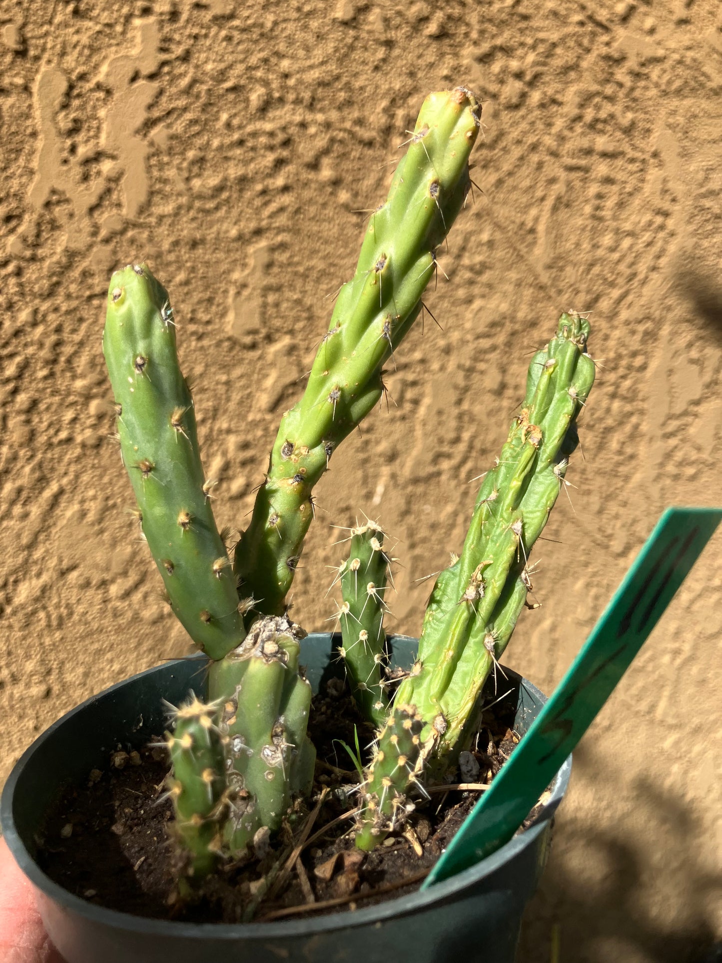 Cholla Cylindropuntia Imbricata  Buckhorn 5”Tall #11G*