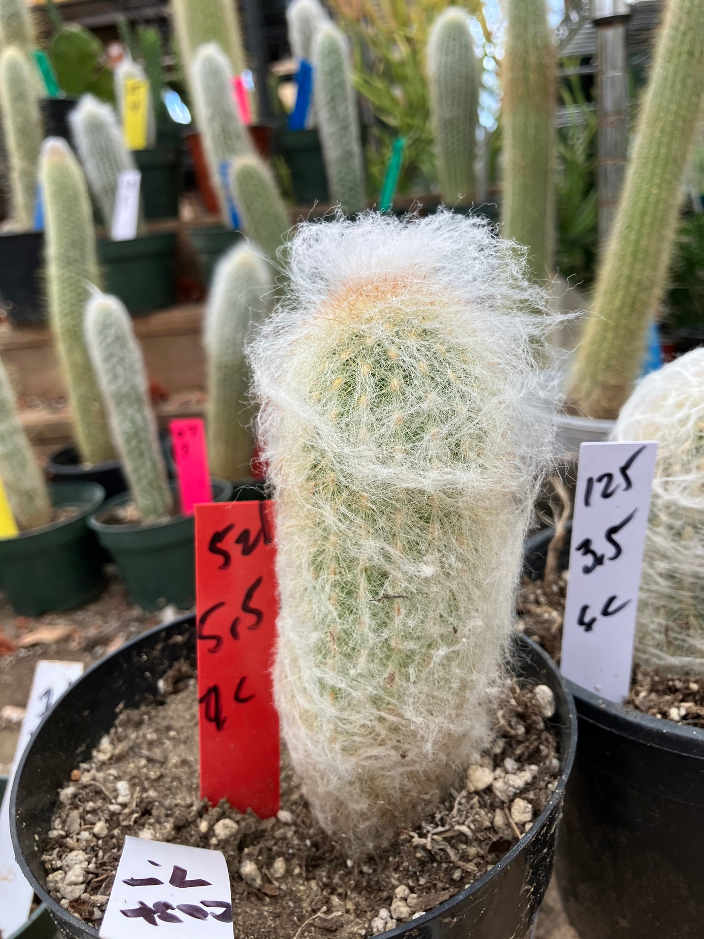 Espostoa lanata Old Man of the Mountain 5.5"Tall 9"Circumference #521R