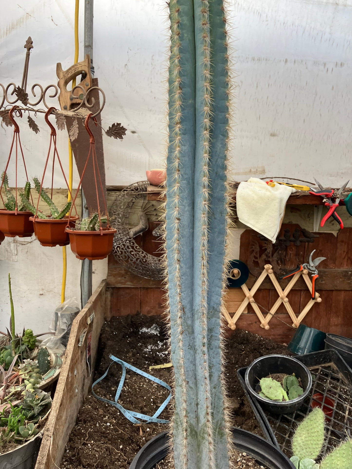 Pilosocereus Blue Azureus Cactus 31" Tall 11.25"Circumference #311P