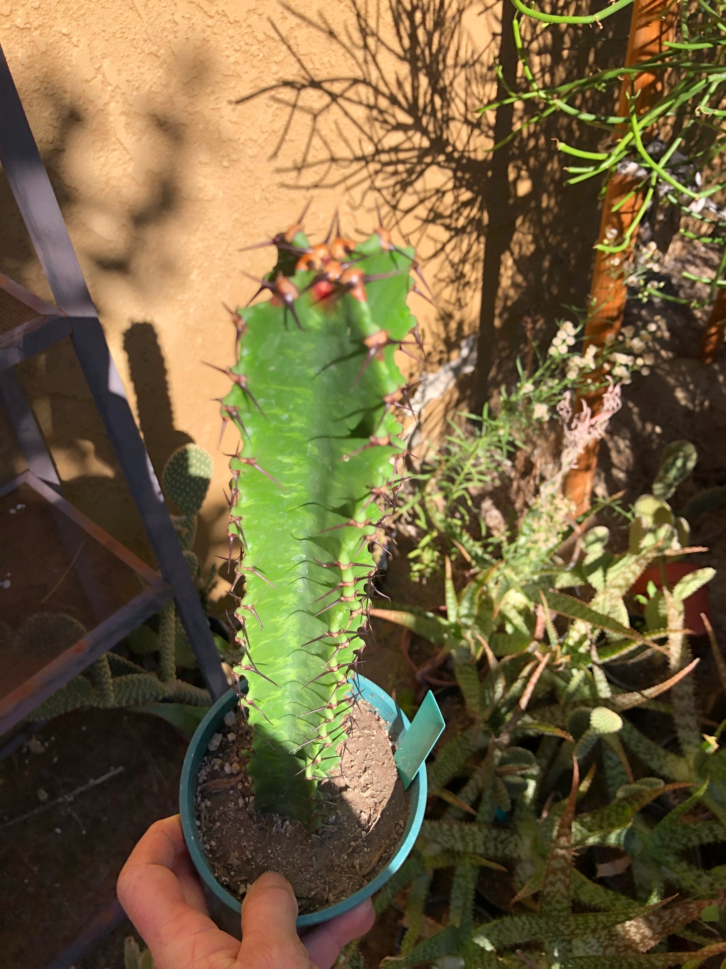 (Euphorbia ingens Candelabra Tree 14”Tall #140G