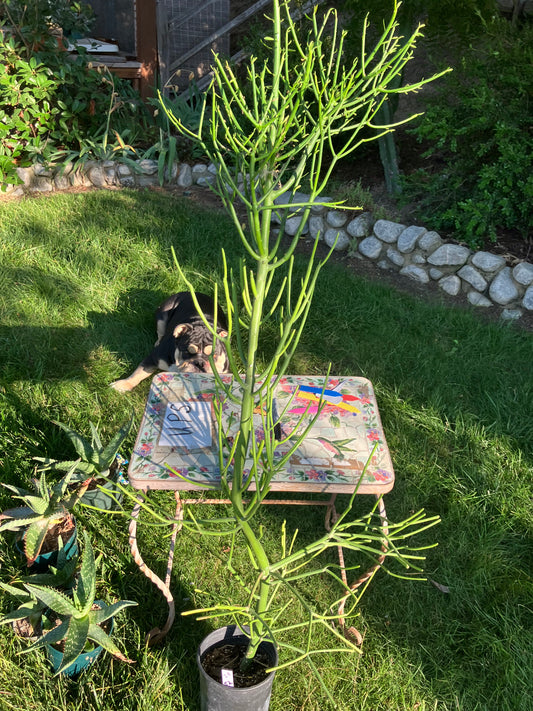 Euphorbia tirucalli Pencil Cactus/Succulent 52"Tall 20"Wide #29W