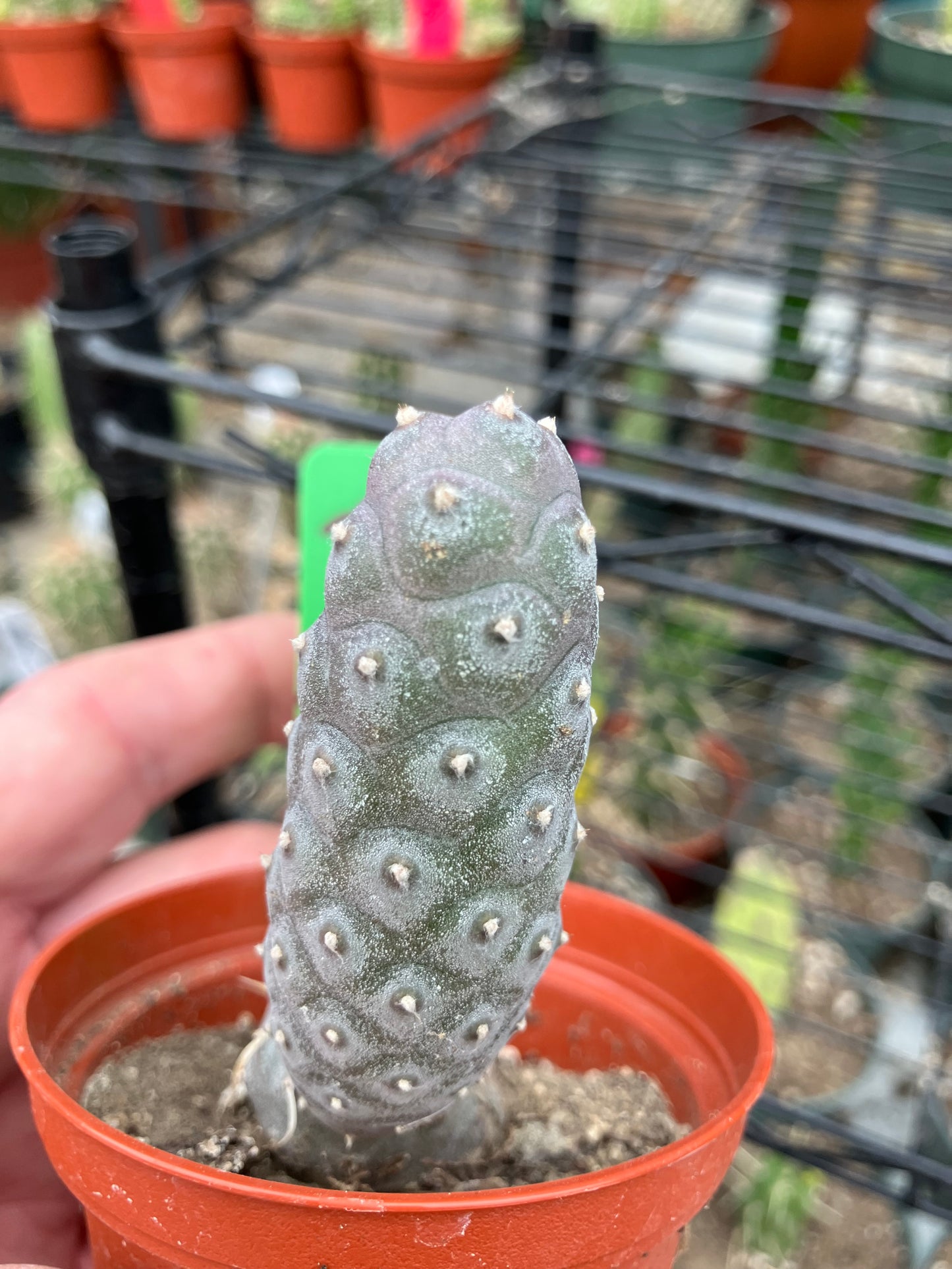 Pine Cone Cactus Tephrocactus~ articulatus var. diadematus Pinecone 3.25"Tall #20g