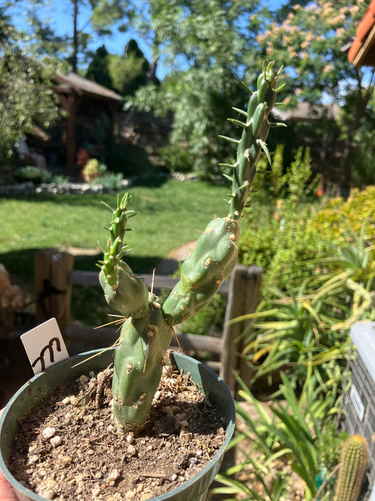 Cholla Cylindropuntia  Buckhorn  Cactus 7”Tall #777W