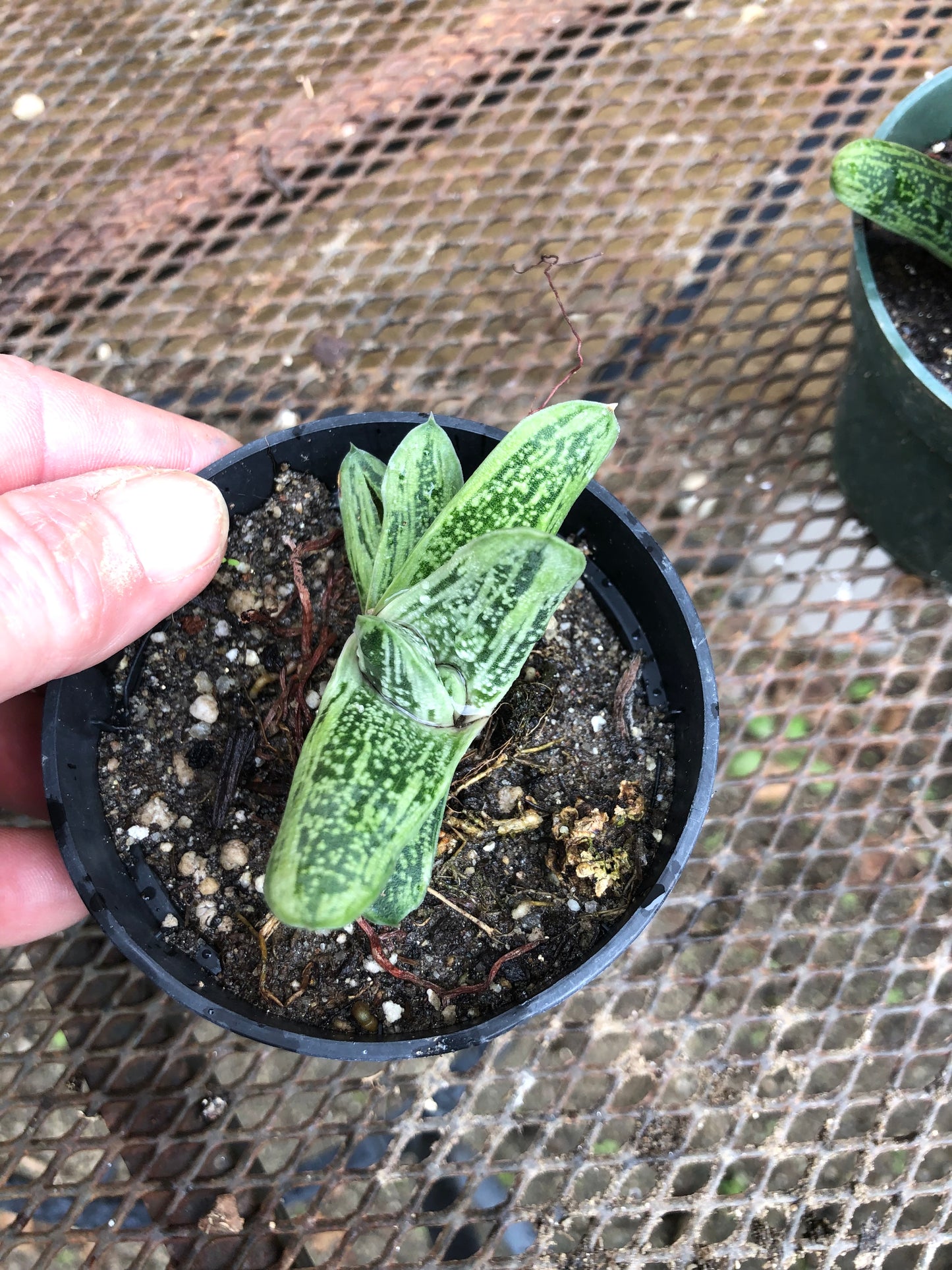 Gasteria Little Warty 3.5”W