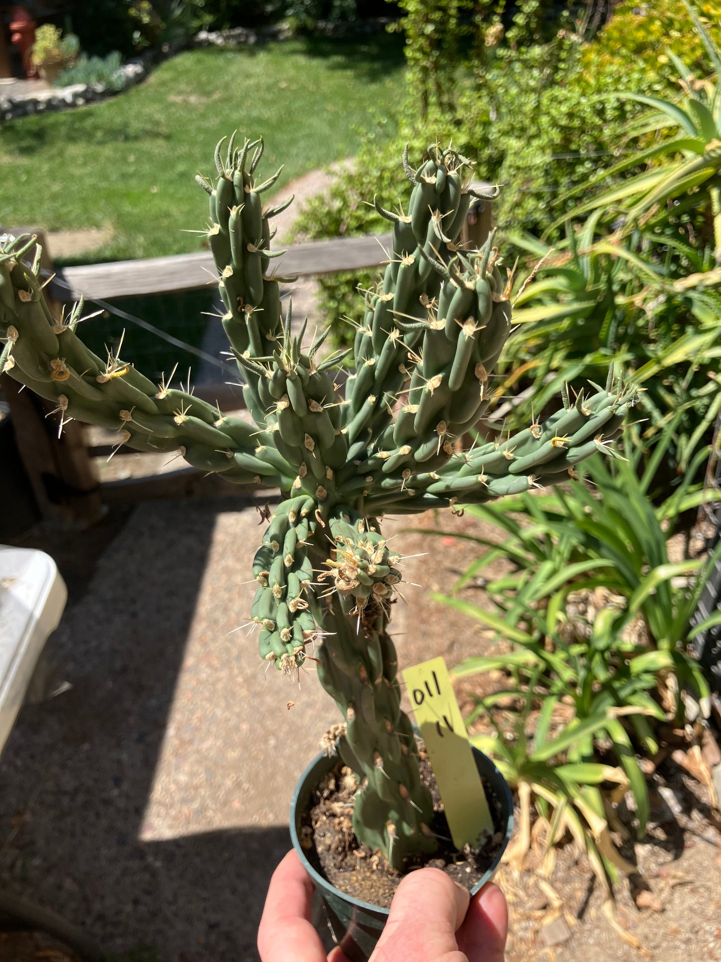 Cholla Cylindropuntia Buckhorn Cactus 12”Tall #011Y